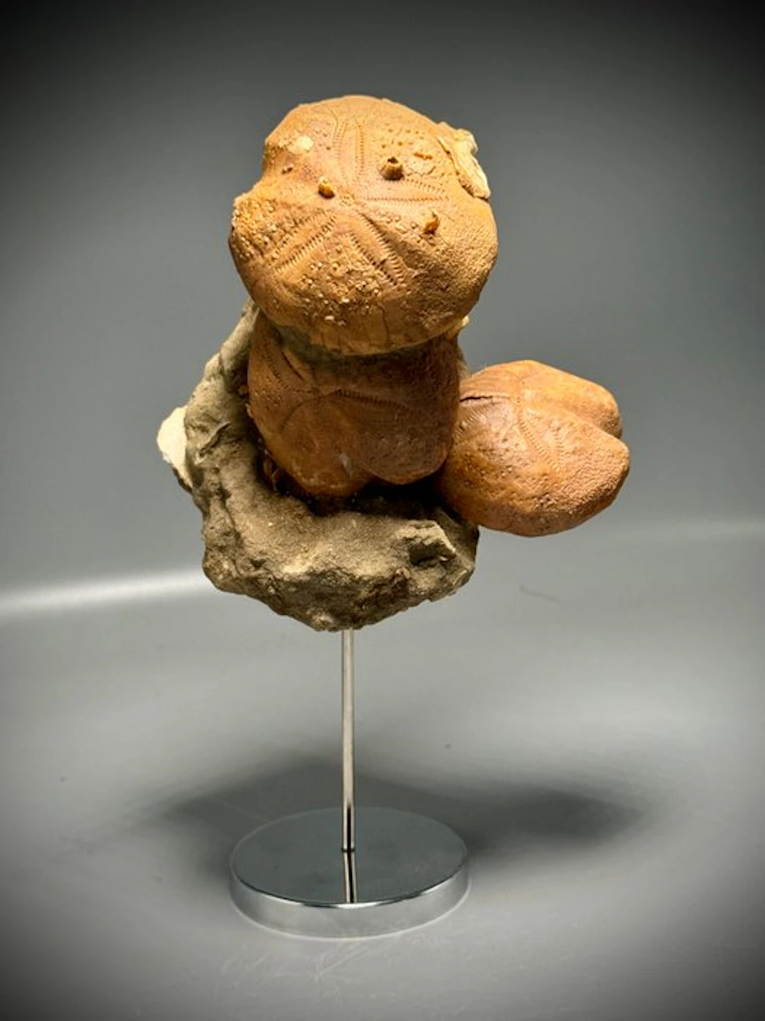 Amazing Rare Echinoid Natural on Matrix - Fossilised...