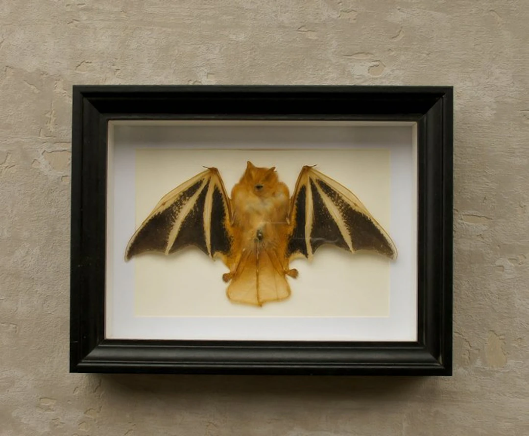 Painted Vesper Bat Folded - Framed Taxidermy full body...