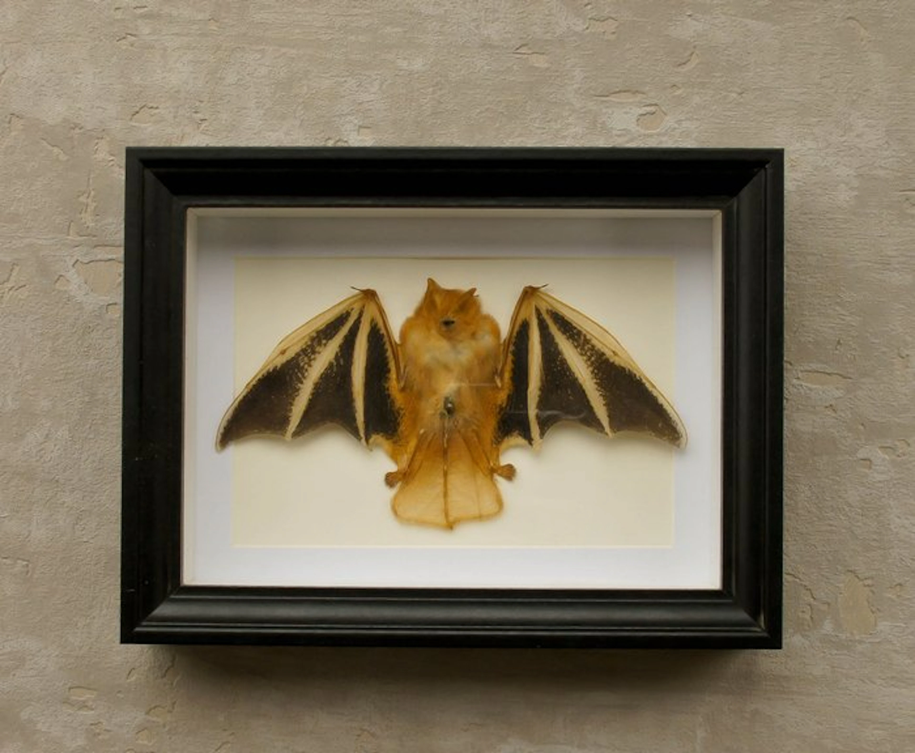 Painted Vesper Bat Folded - Framed Taxidermy full body...