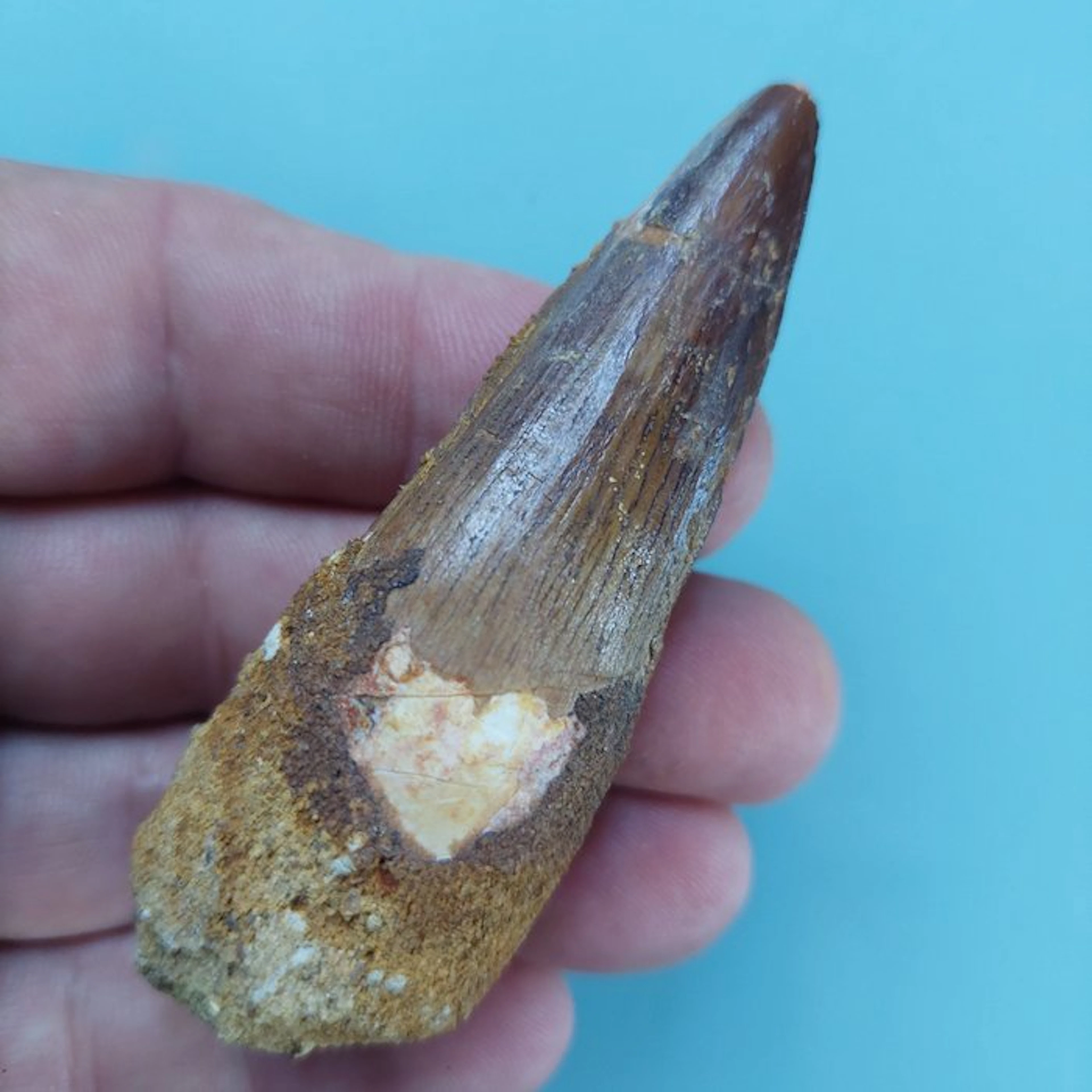 Spinosaur - Fossil tooth - 80 mm - 28 mm