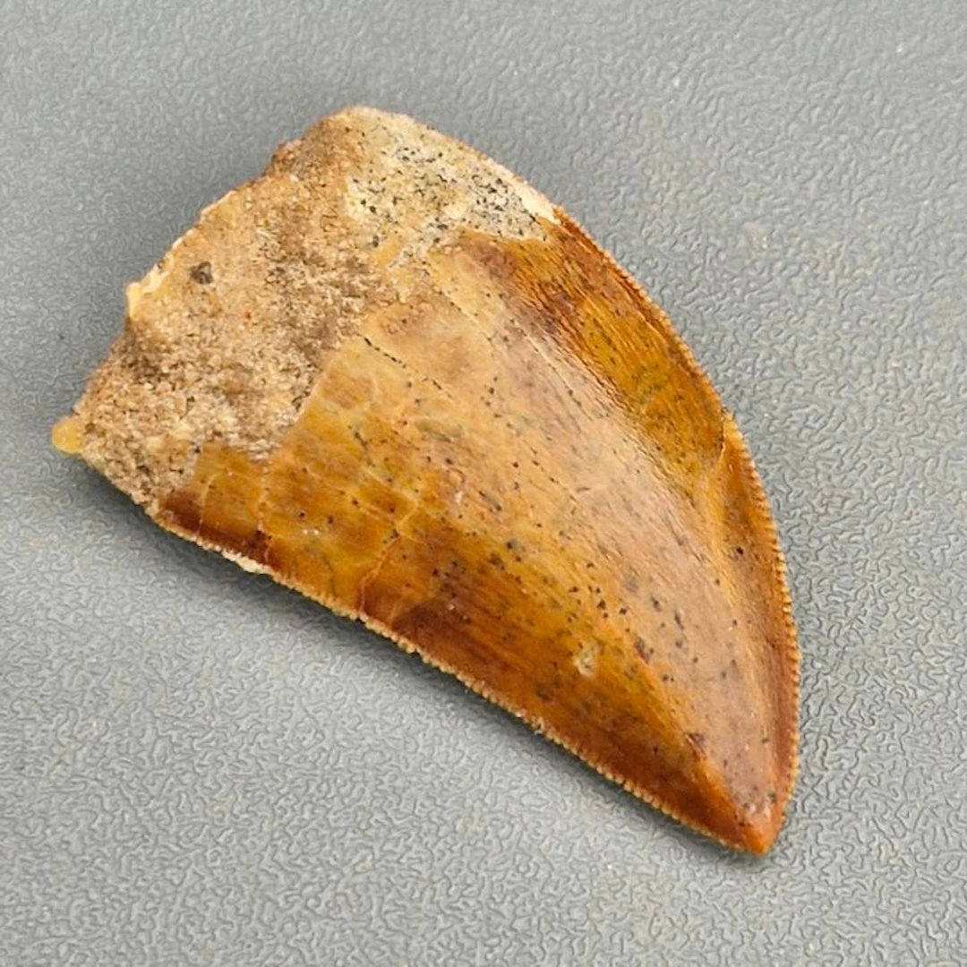 Top Quality Serrated Dinosaur Teeth - Fossil tooth...