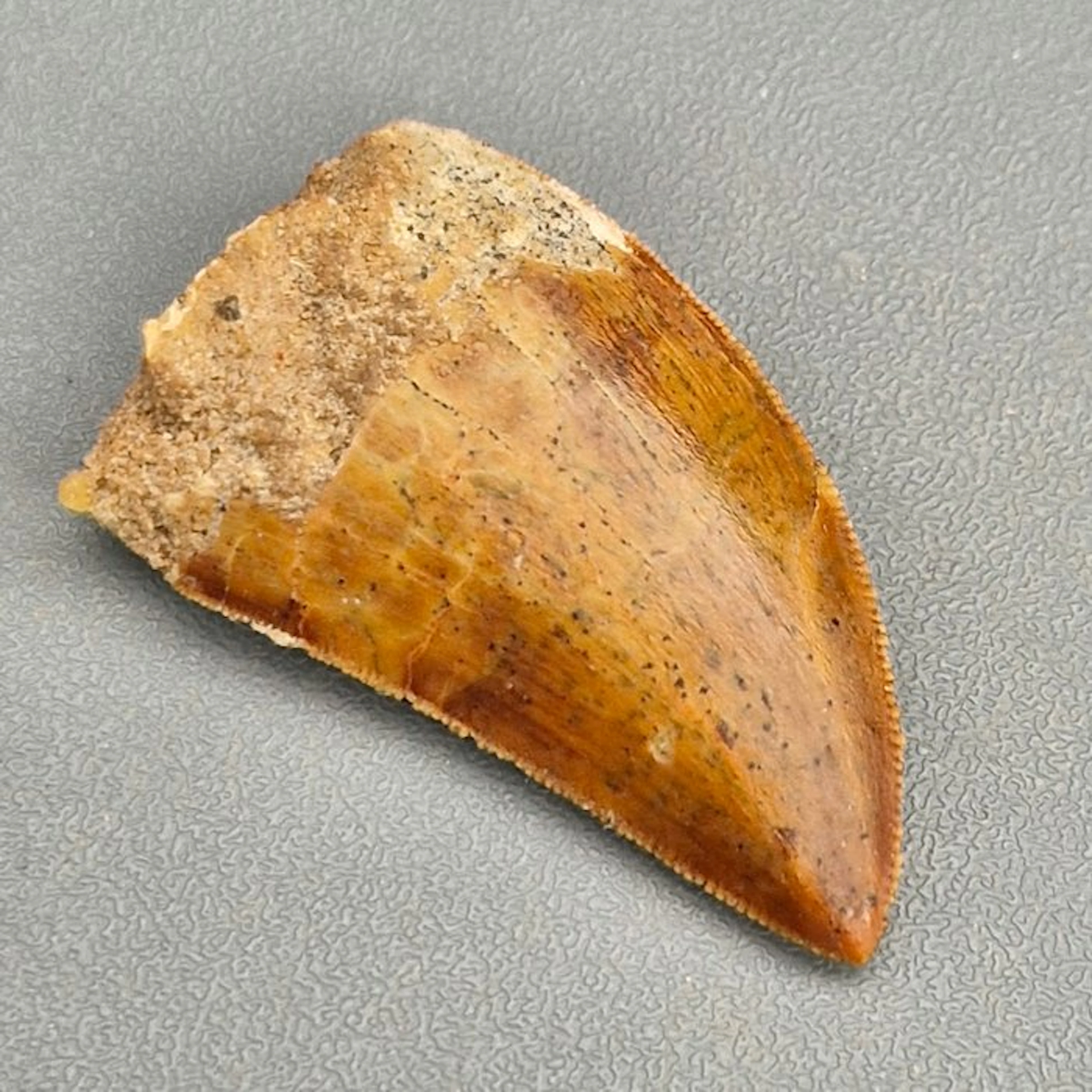 Top Quality Serrated Dinosaur Teeth - Fossil tooth...