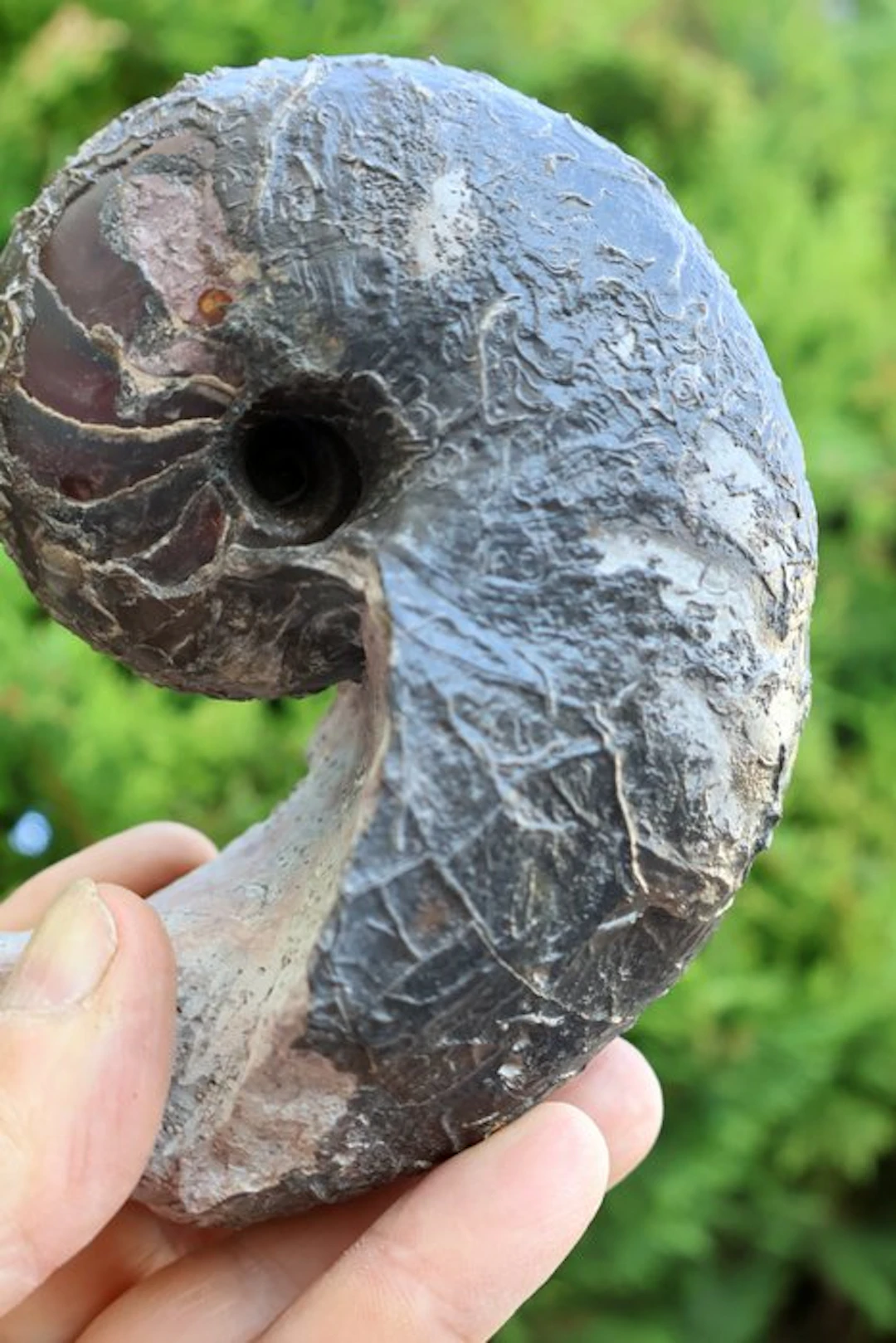 Nautilus - Fossilised shell - Cenoceras belmontense - 13 cm