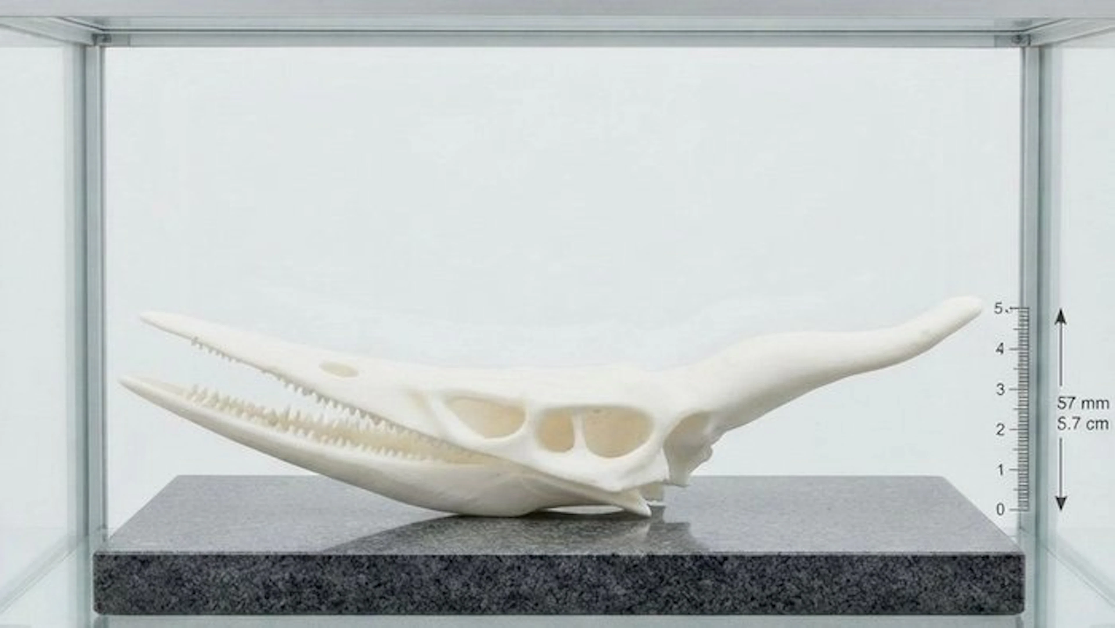 1:1 reproduction of a Peteranodon skull made of PLA...