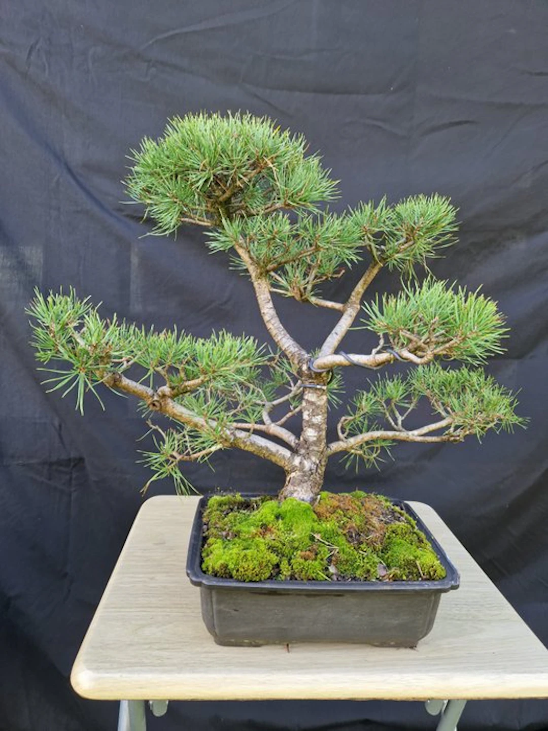 Pine bonsai (Pinus) - Height (Tree): 45 cm - Depth (Tree): 60 cm - France