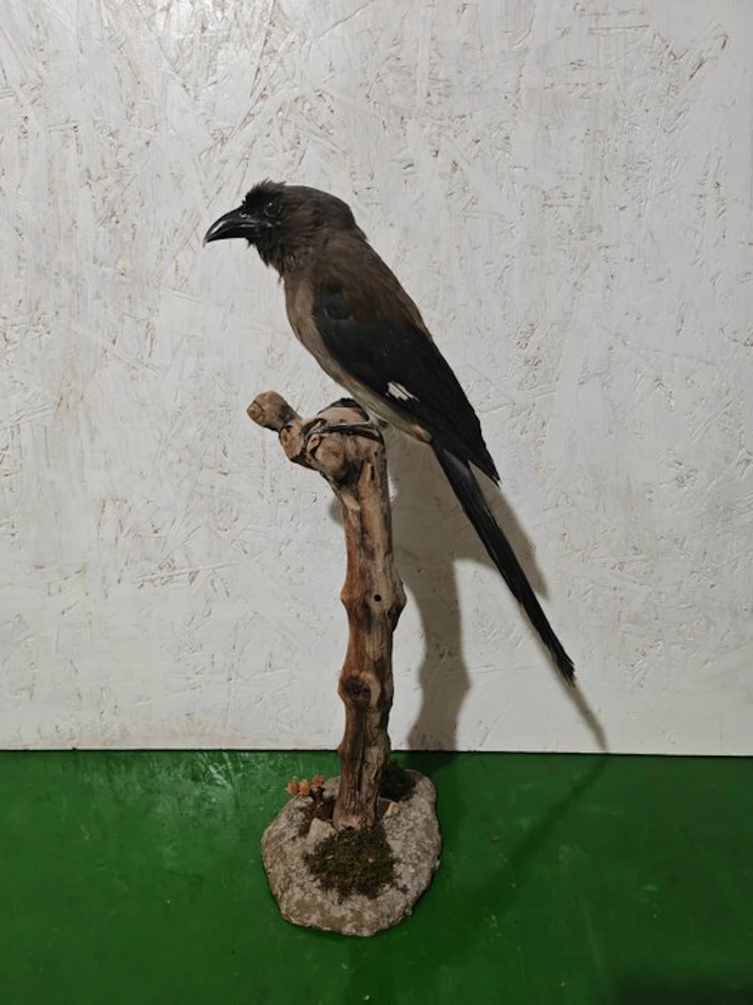 Grey treepie Taxidermy full body mount - Dendrocitta...