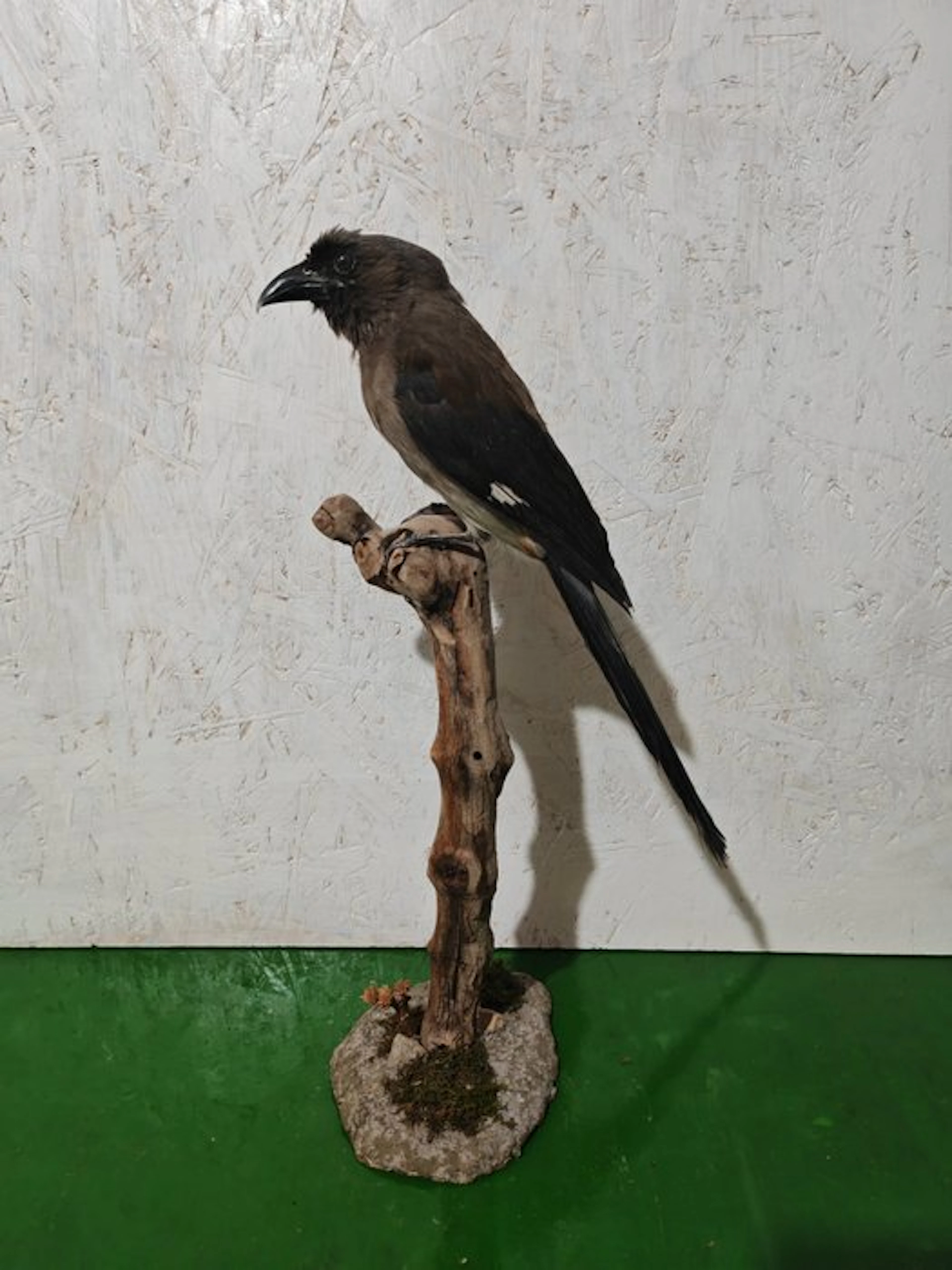 Grey treepie Taxidermy full body mount - Dendrocitta...
