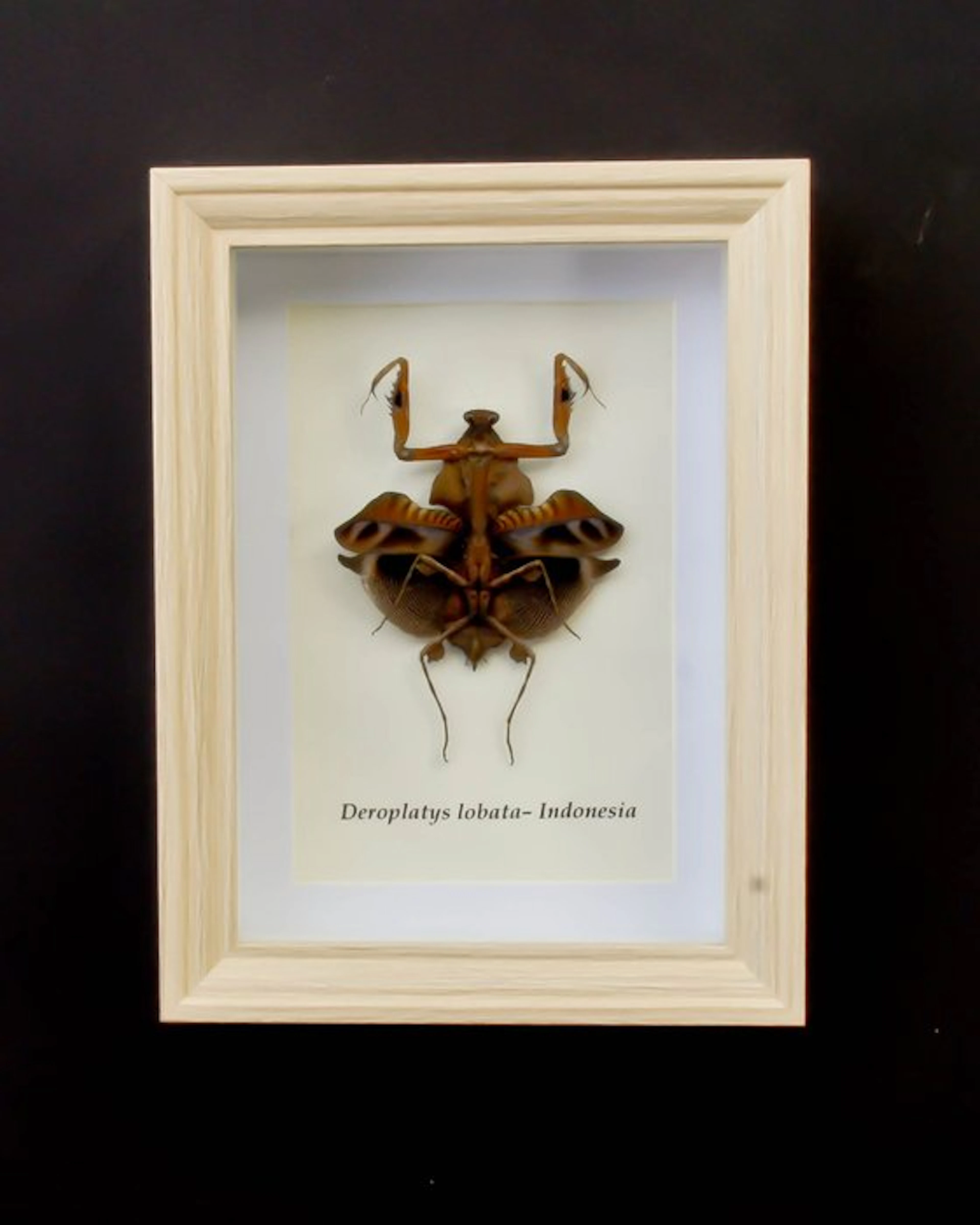 praying mantis Taxidermy full body mount - Deroplatys...