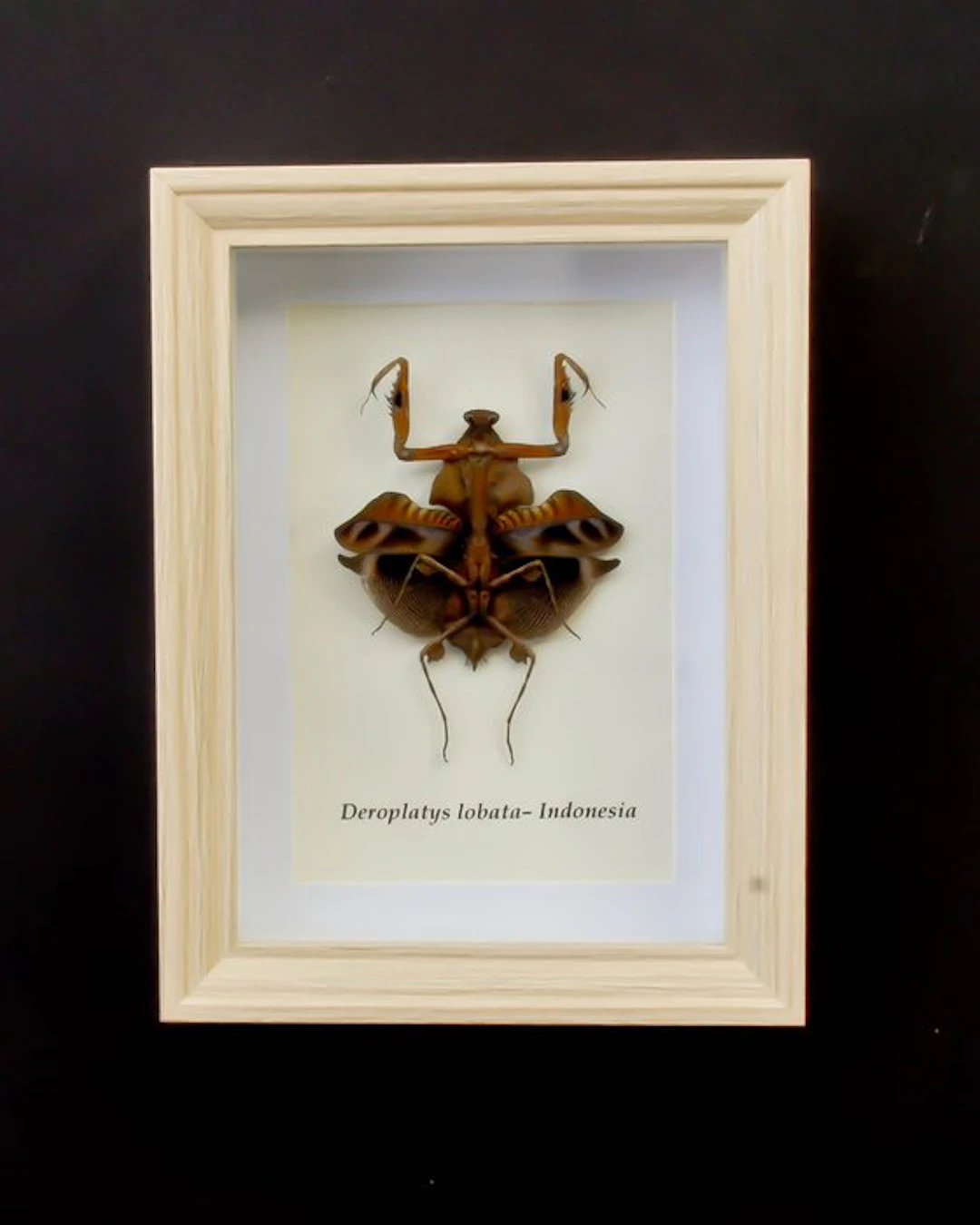praying mantis Taxidermy full body mount - Deroplatys...