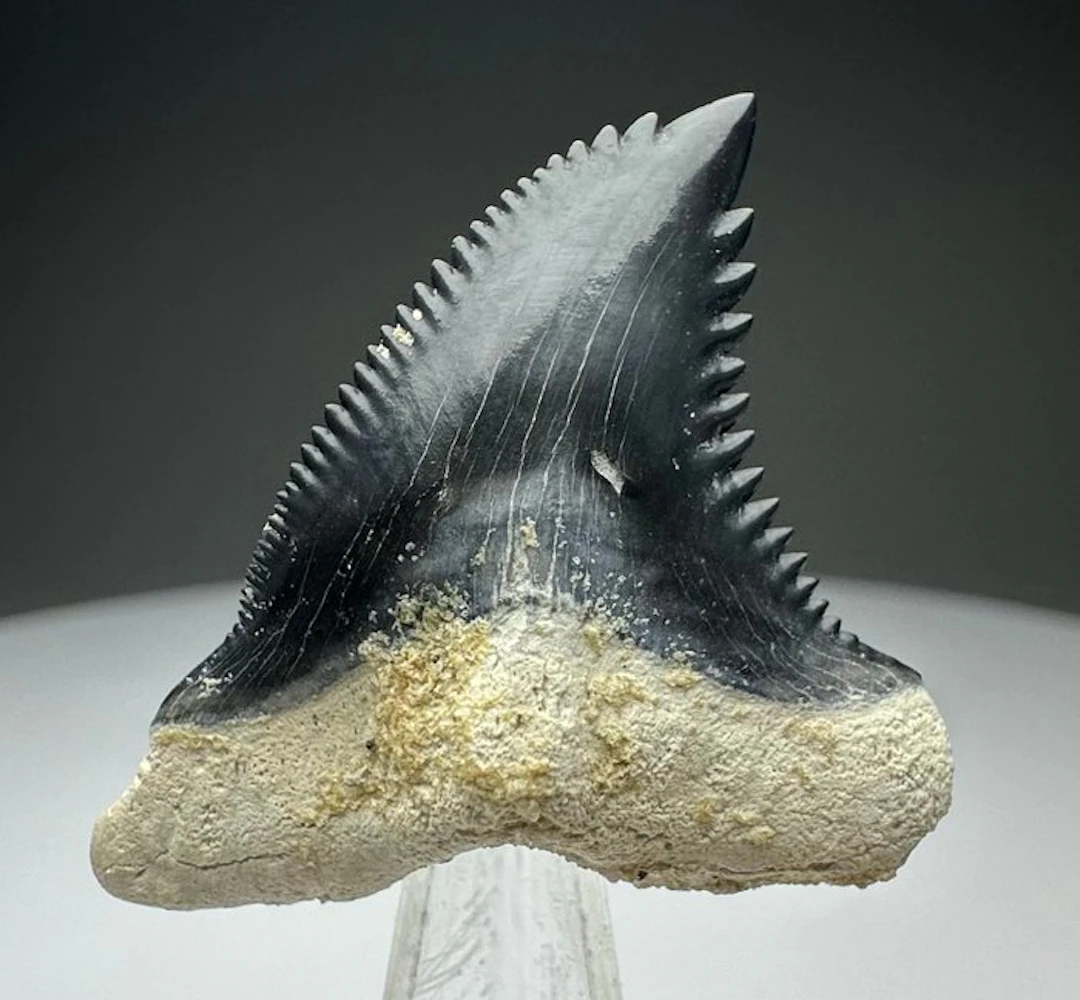 Hemipristis serra - Fossil tooth - 3.5 cm - 3 cm