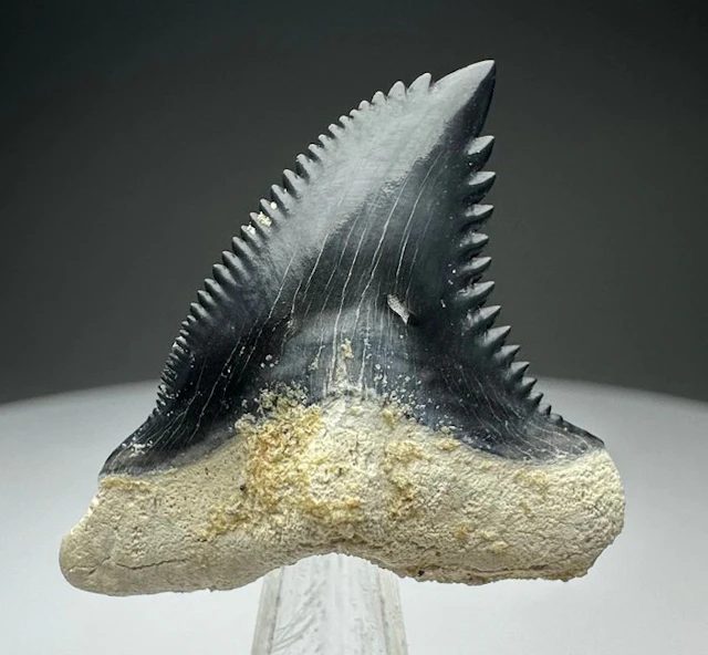 Hemipristis serra - Fossil tooth - 3.5 cm - 3 cm