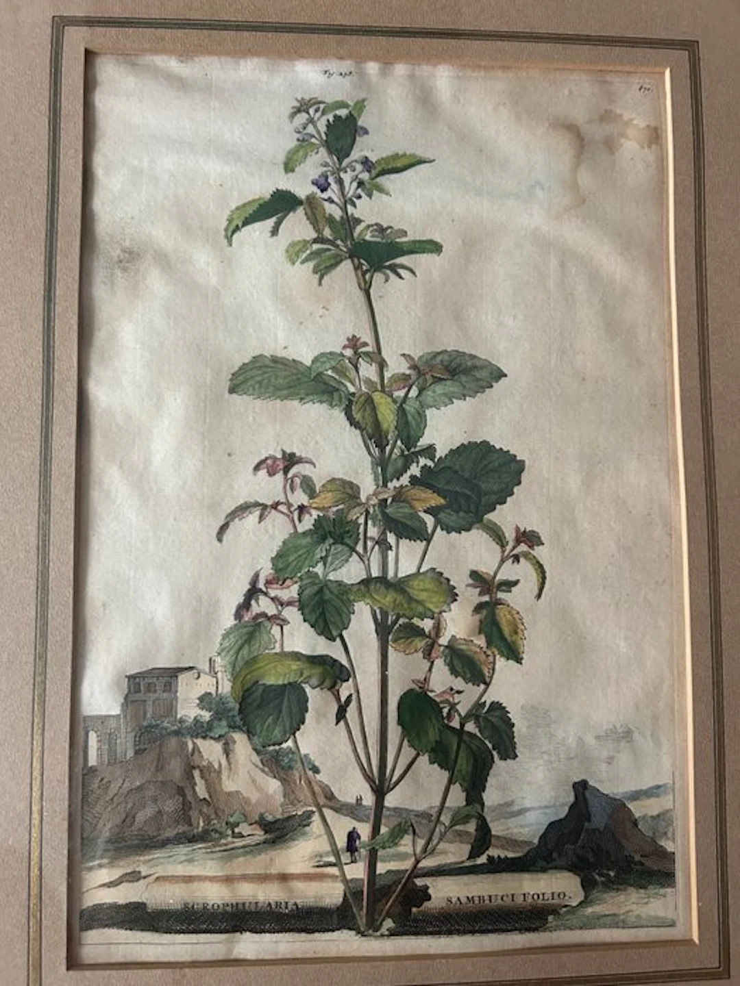 Johann Wilhelm Weinmann (1683-1741) - Scrophularia Sambuci Folio
