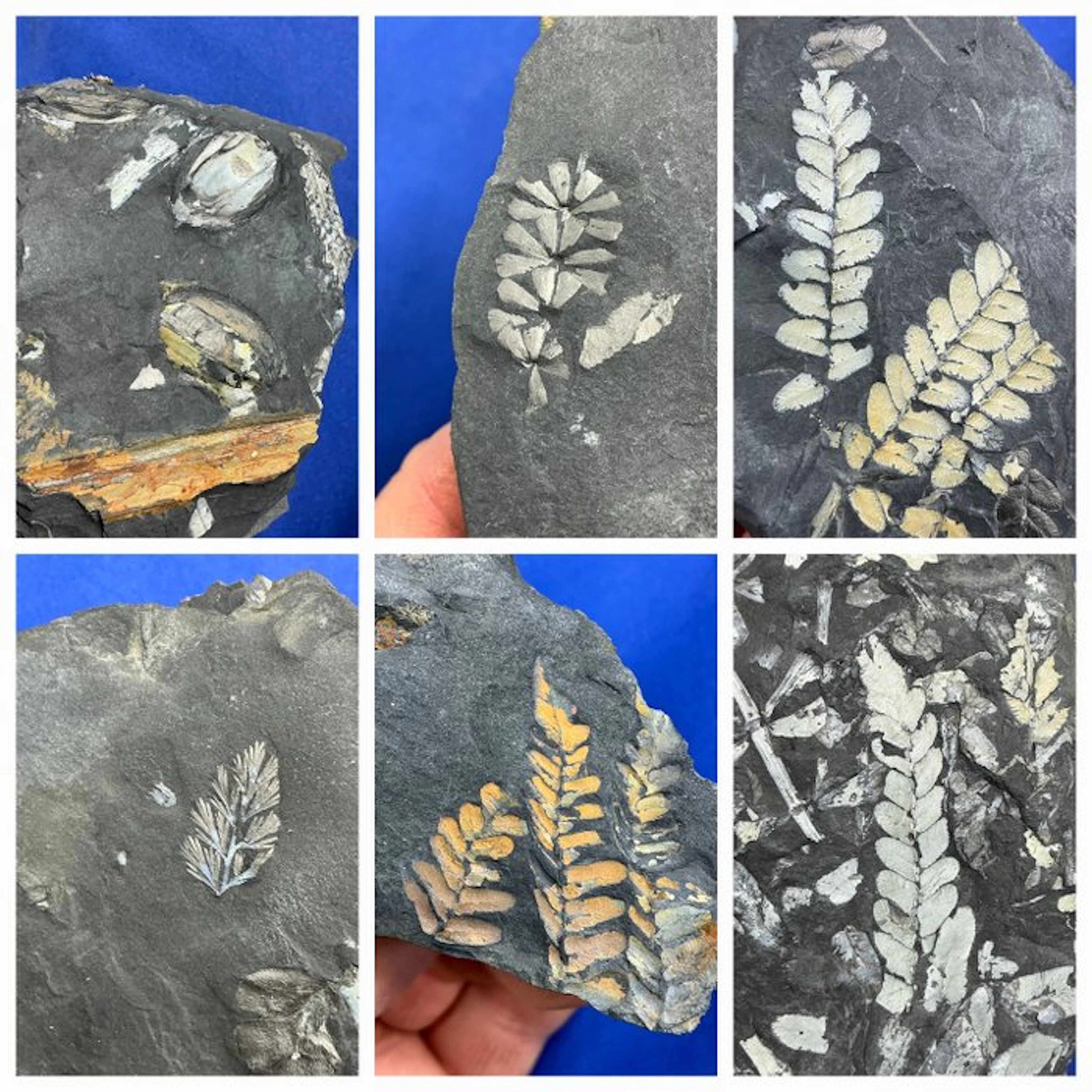 6 amazing colourful plant fossils (collection) - Fossilised plant - Neuropteris