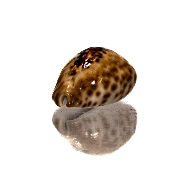 Barycypraea teulerei (49mm) - GIANT SIZE - Exceptional...