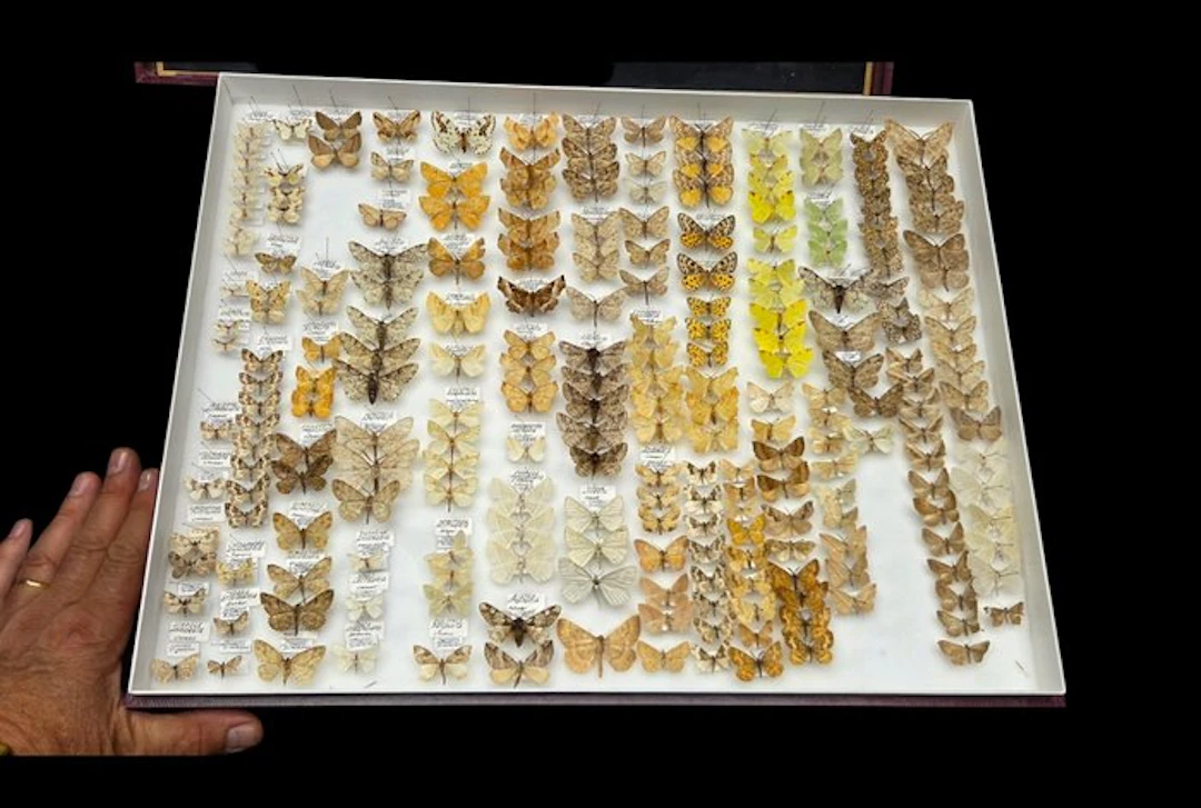 Geometridae-France a significant part of the collection's...