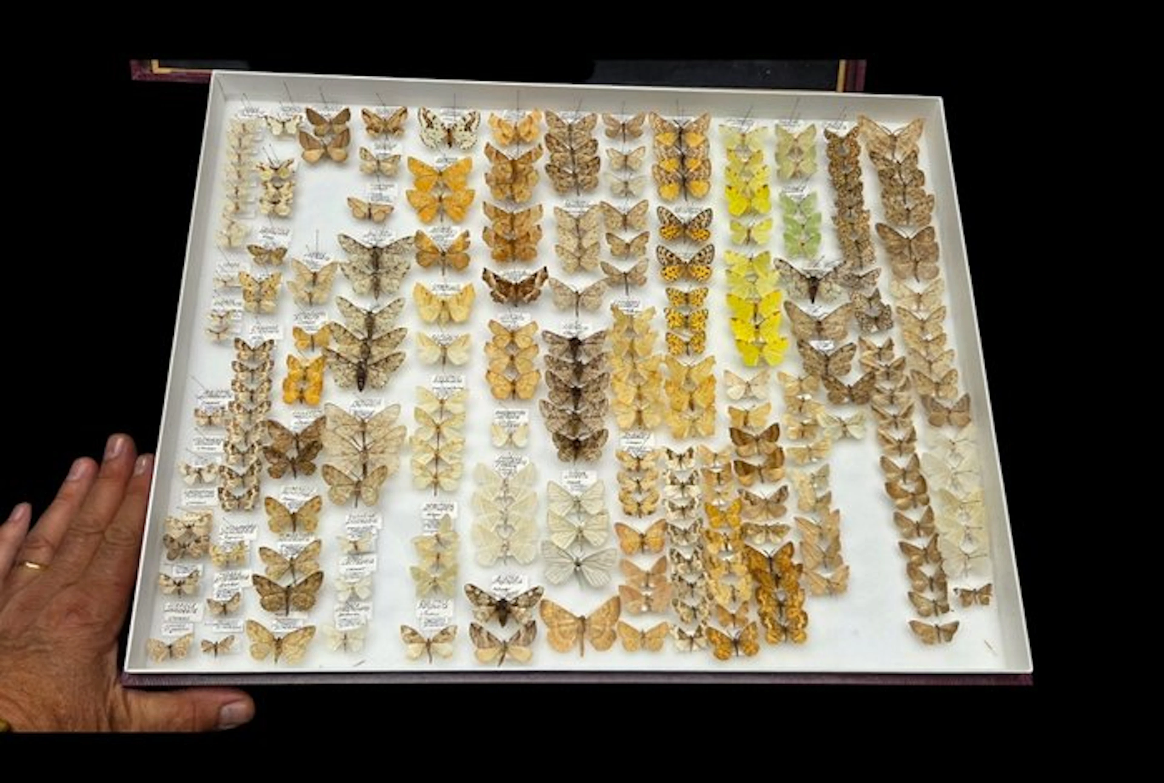 Geometridae-France a significant part of the collection's...