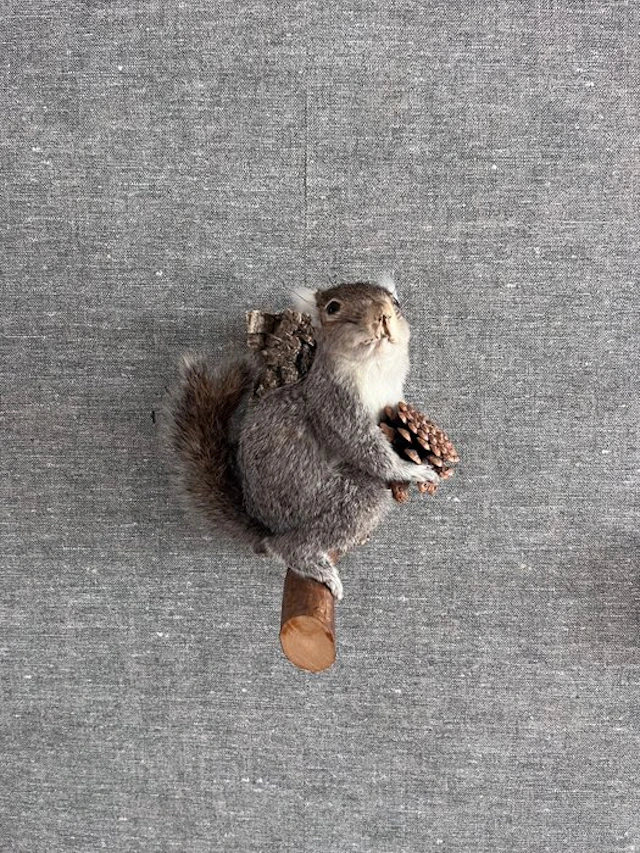 North American Grey Squirrel Taxidermy full body mount...