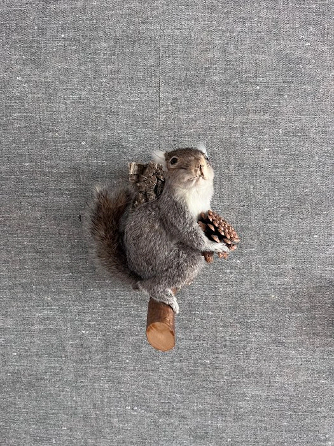 North American Grey Squirrel Taxidermy full body mount...