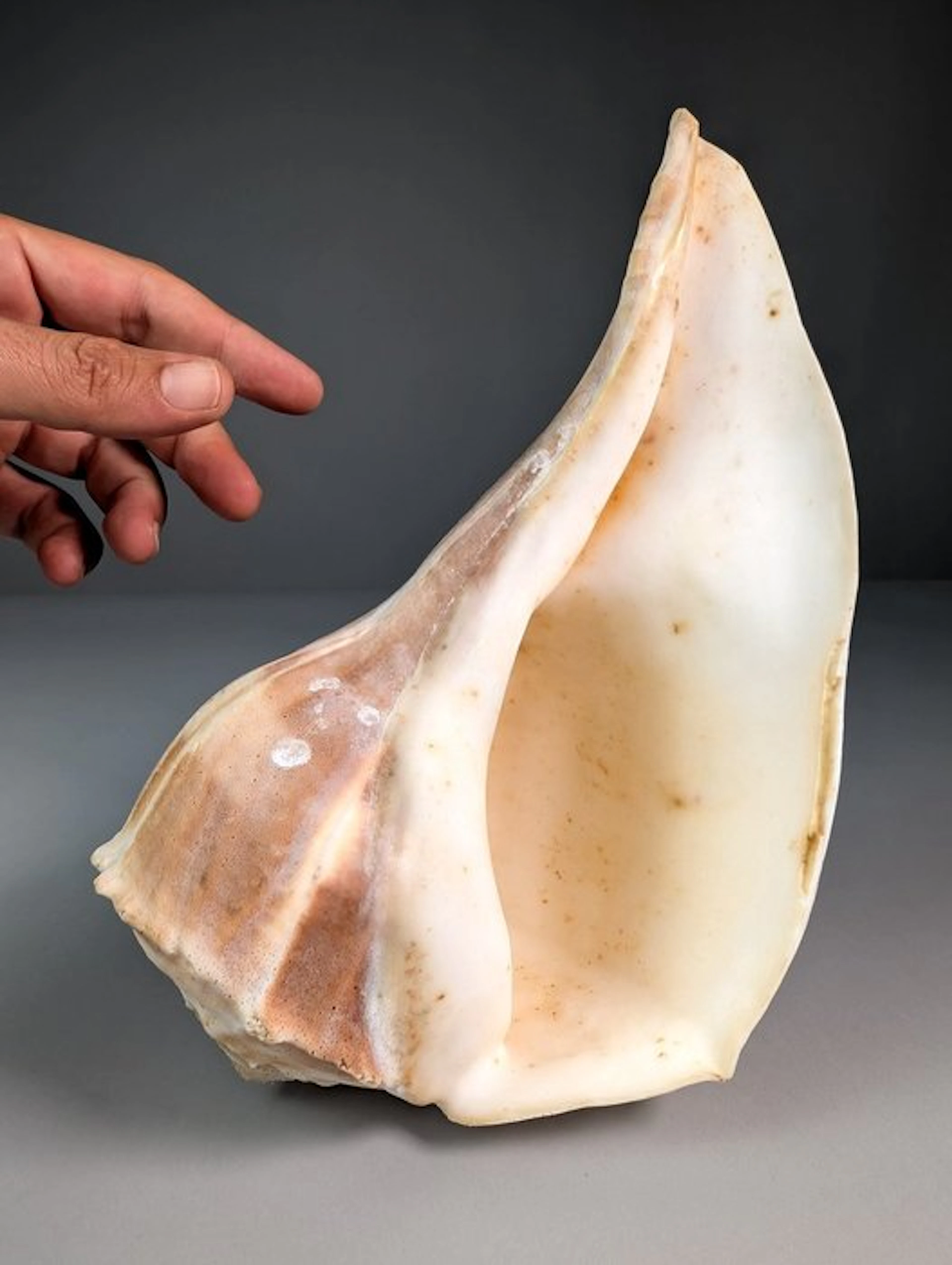 Large Busycon Whelk Shell Sea shell - Busycon contrarium (No reserve price)