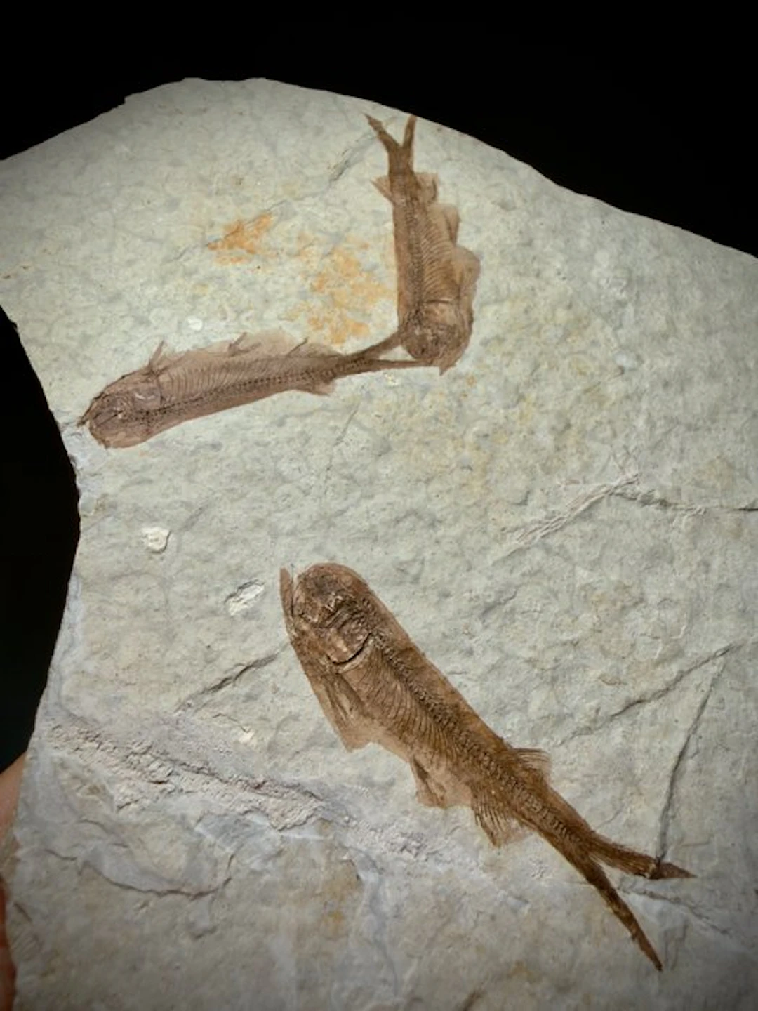 Mortality Fossil Fishes Plate- Museum quality - Fossil...