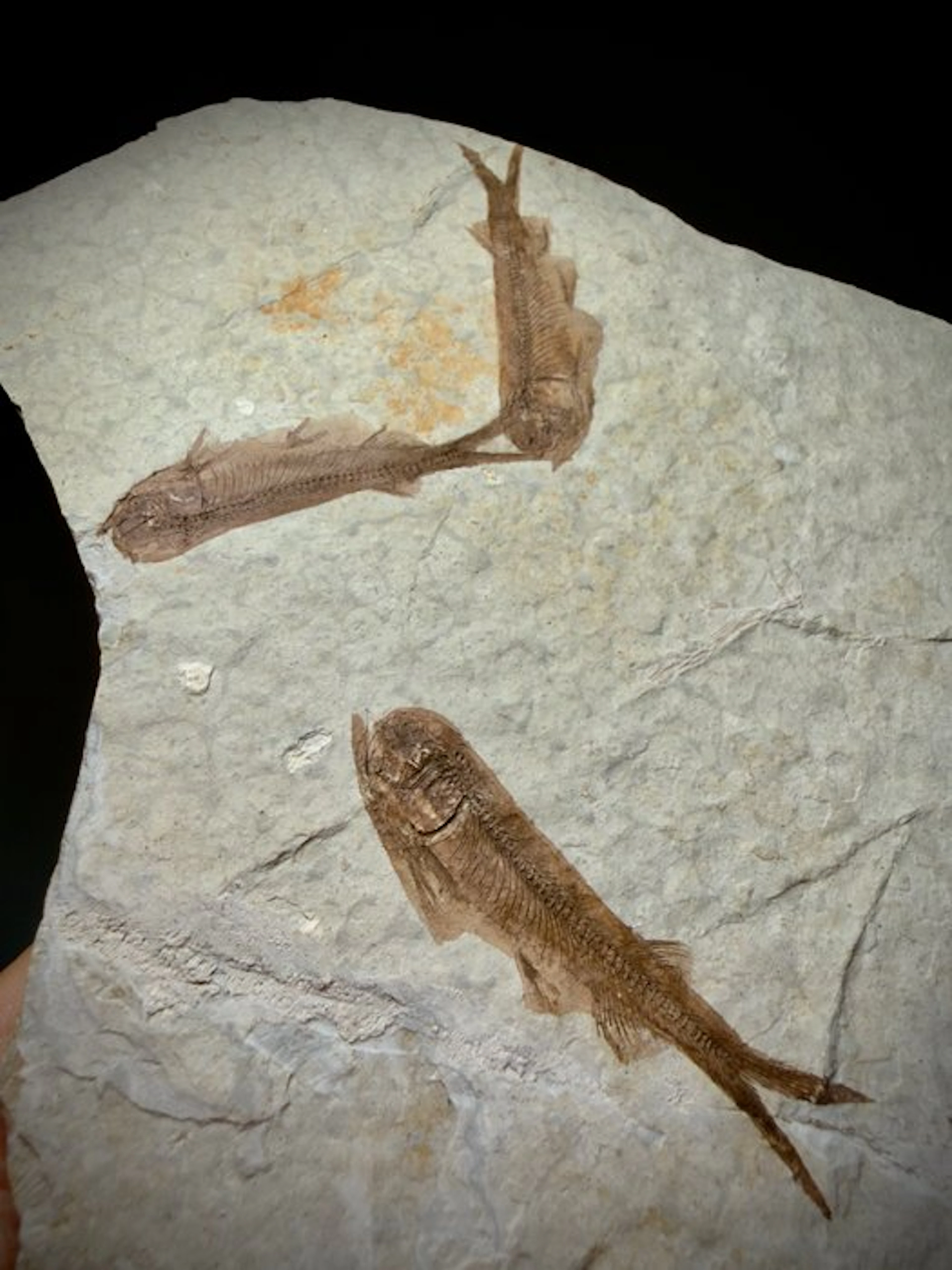 Mortality Fossil Fishes Plate- Museum quality - Fossil...