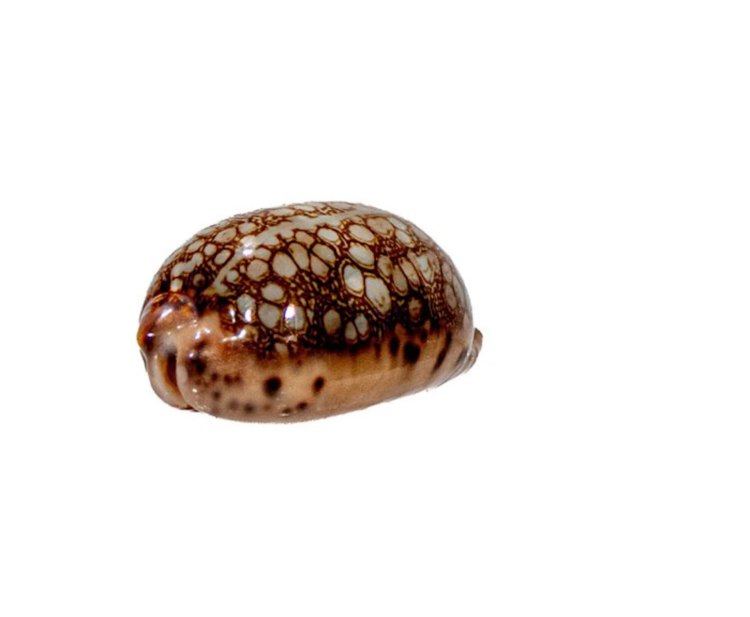 Mauritia scurra (42 mm