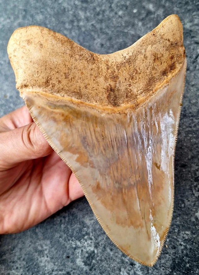 Megalodon - Fossil tooth - 13.6 cm - 9.6 cm