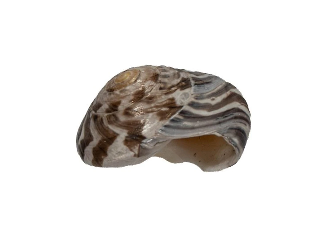 Giant knob shell (35mm) | Umbonium giganteum | Rare Top...