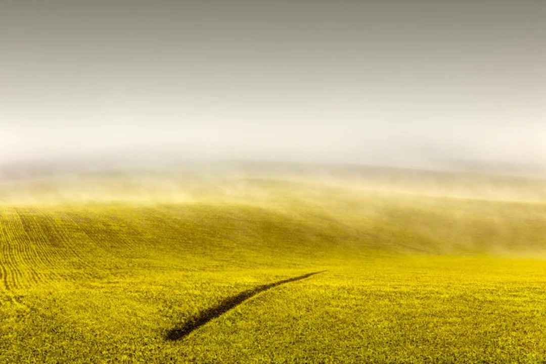 Rosario Civello - Line in the Field