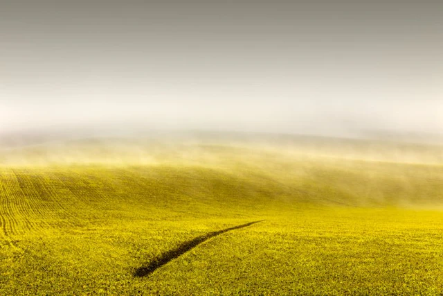 Rosario Civello - Line in the Field