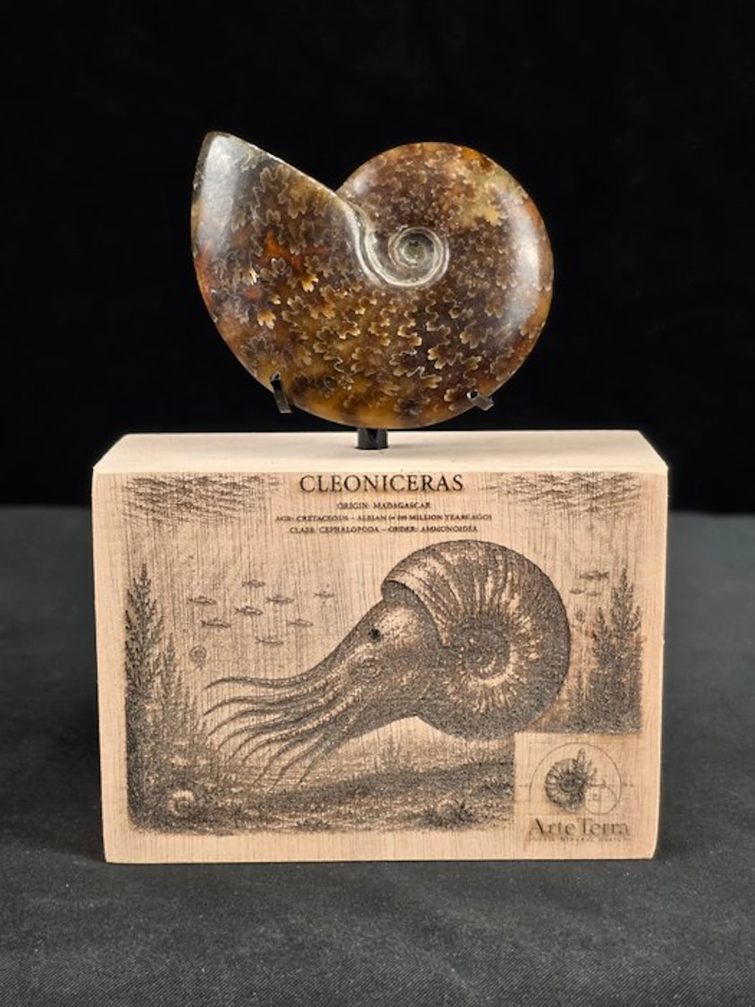 Ammonite - Fossilised animal - Cleoniceras Ammonite...