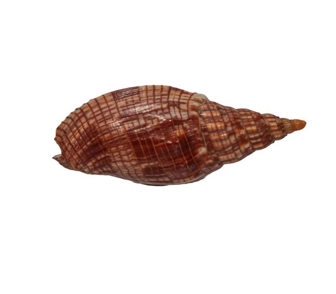 Collector’s spiral snail: Lyria cloveriana (84 mm