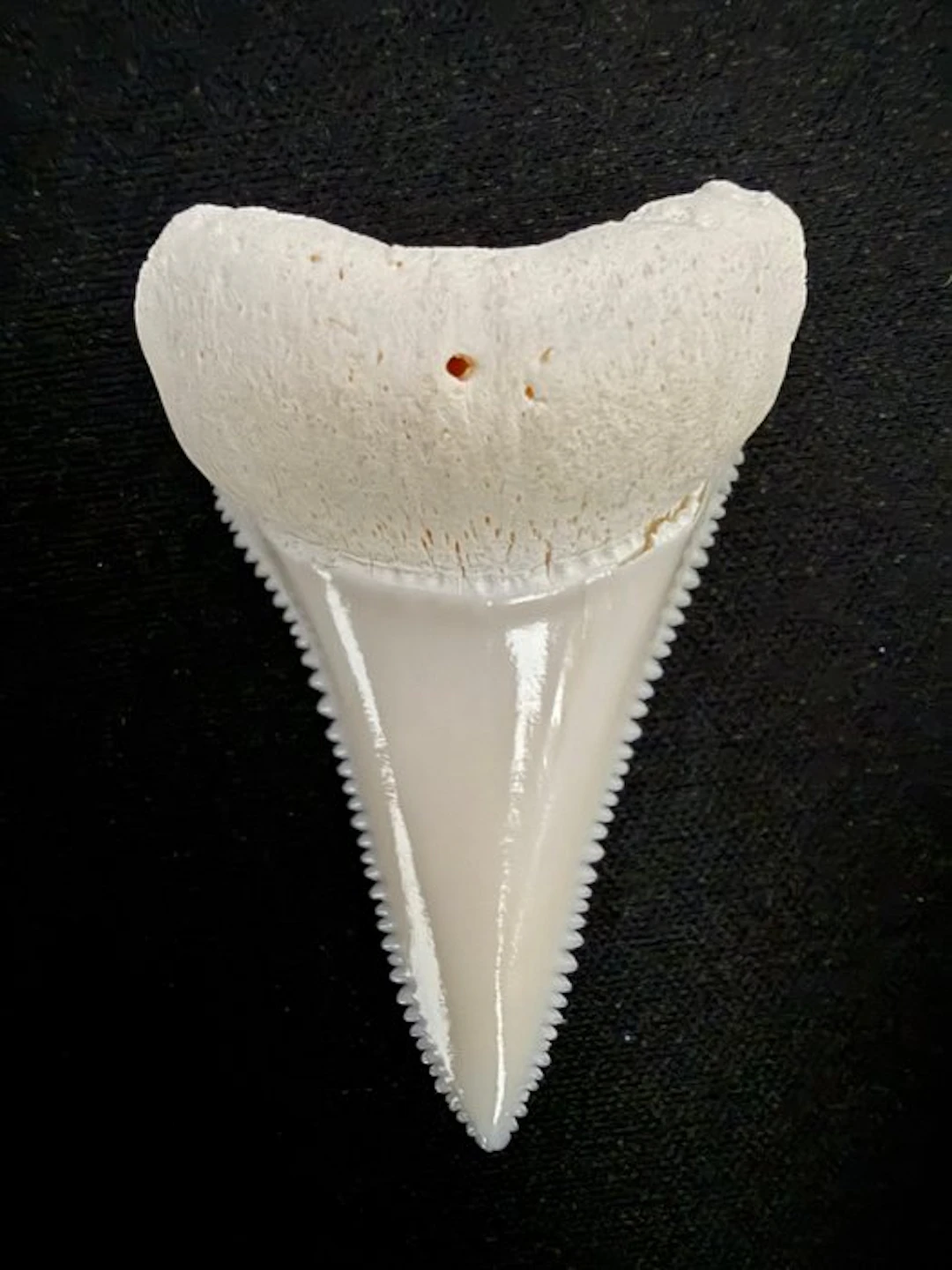 Great White Shark Tooth - Carcharodon carcharias (ONLY...