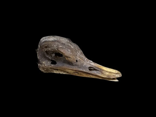 Ostrich Taxidermy full body mount - Struthio camelus...