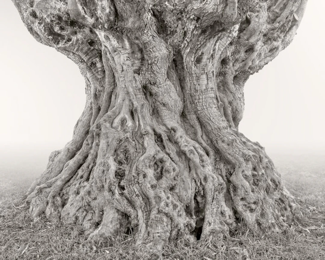 Rosario Civello - Monuments of Nature #1