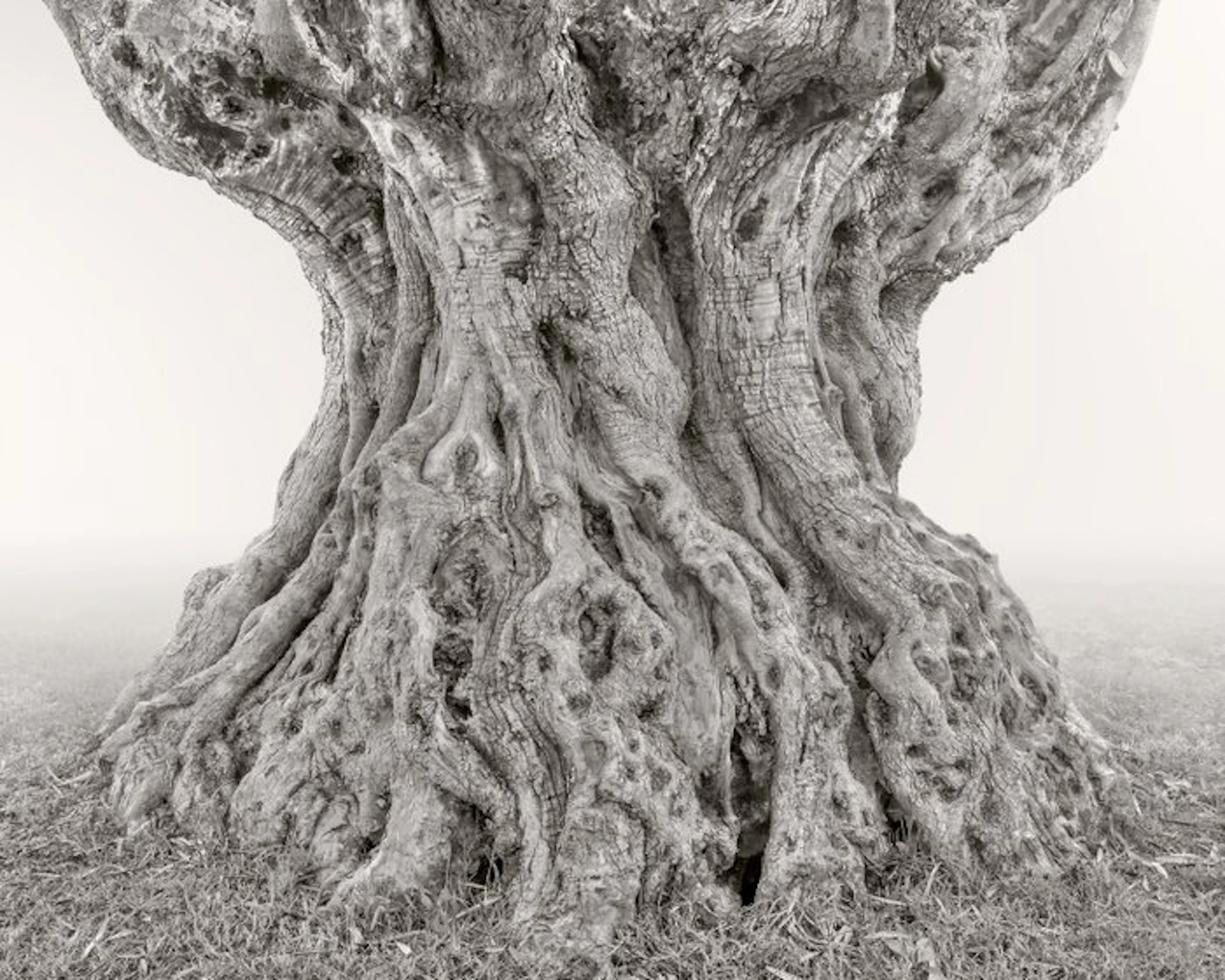 Rosario Civello - Monuments of Nature #1