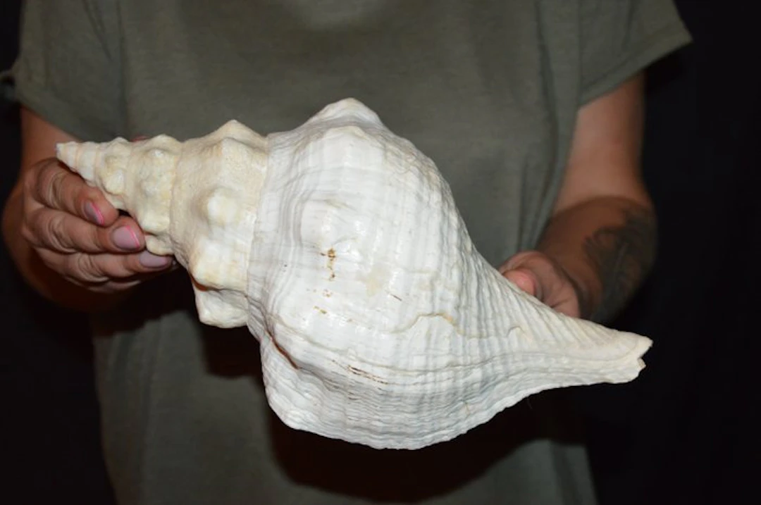 Sea Snail Sea shell - S-585 TRIPLOFUSUS GIGANTEUS (No reserve price)