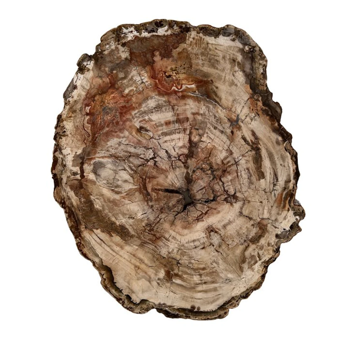 XXL Madagascar Fossil Wood Slab Slice - Height: 540 mm...