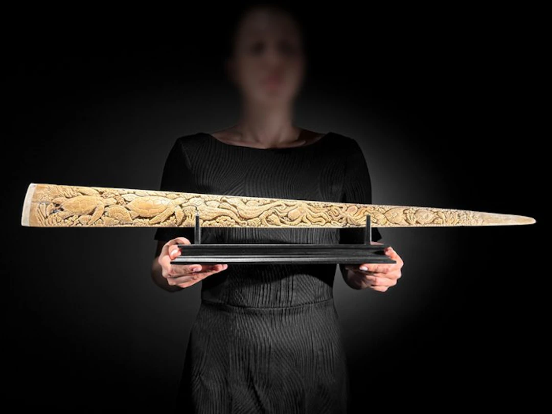 NO RESERVE PRICE - A Large Swordfish Rostrum mounted on...