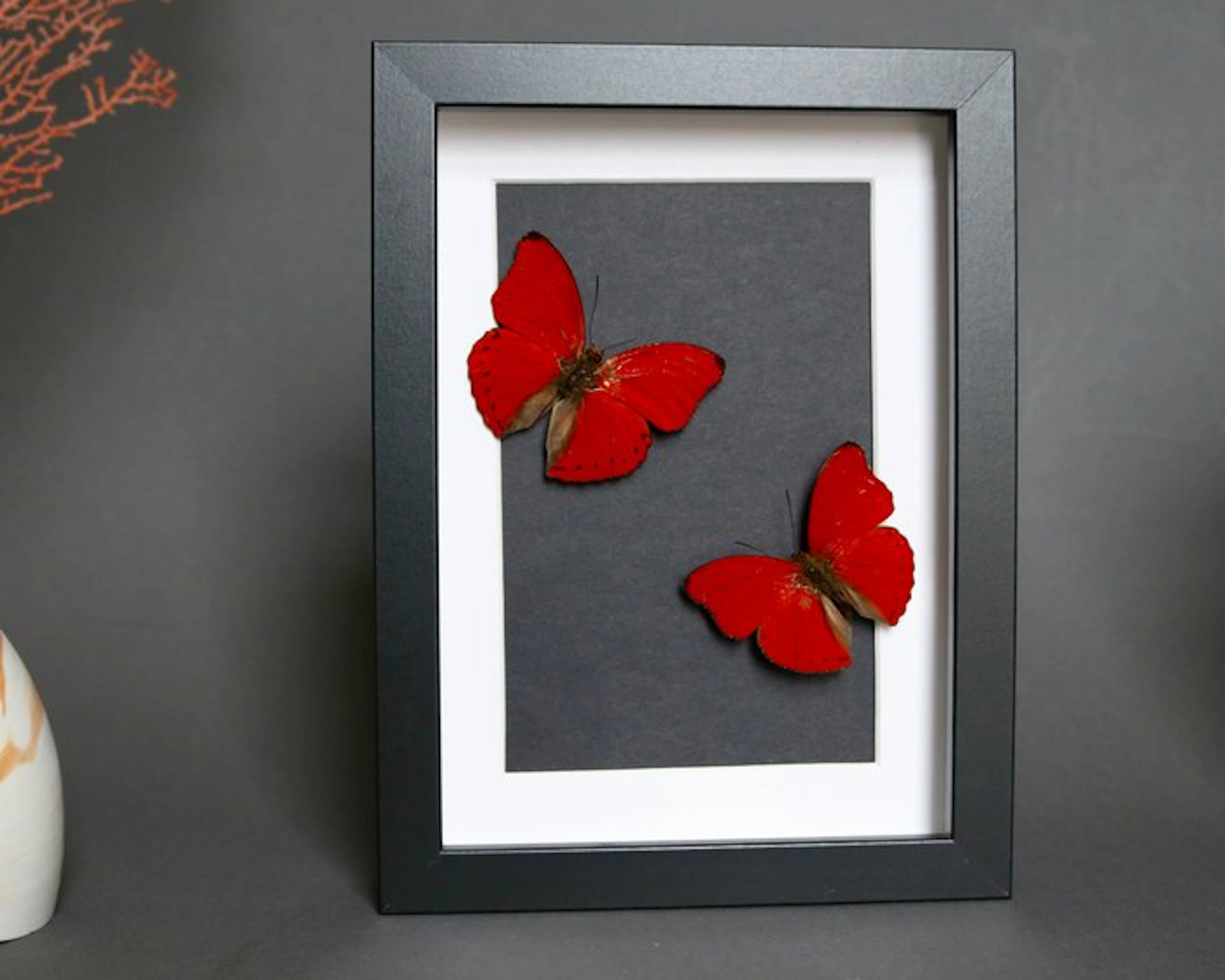 Butterfly Taxidermy full body mount - Cymothoe sangaris...