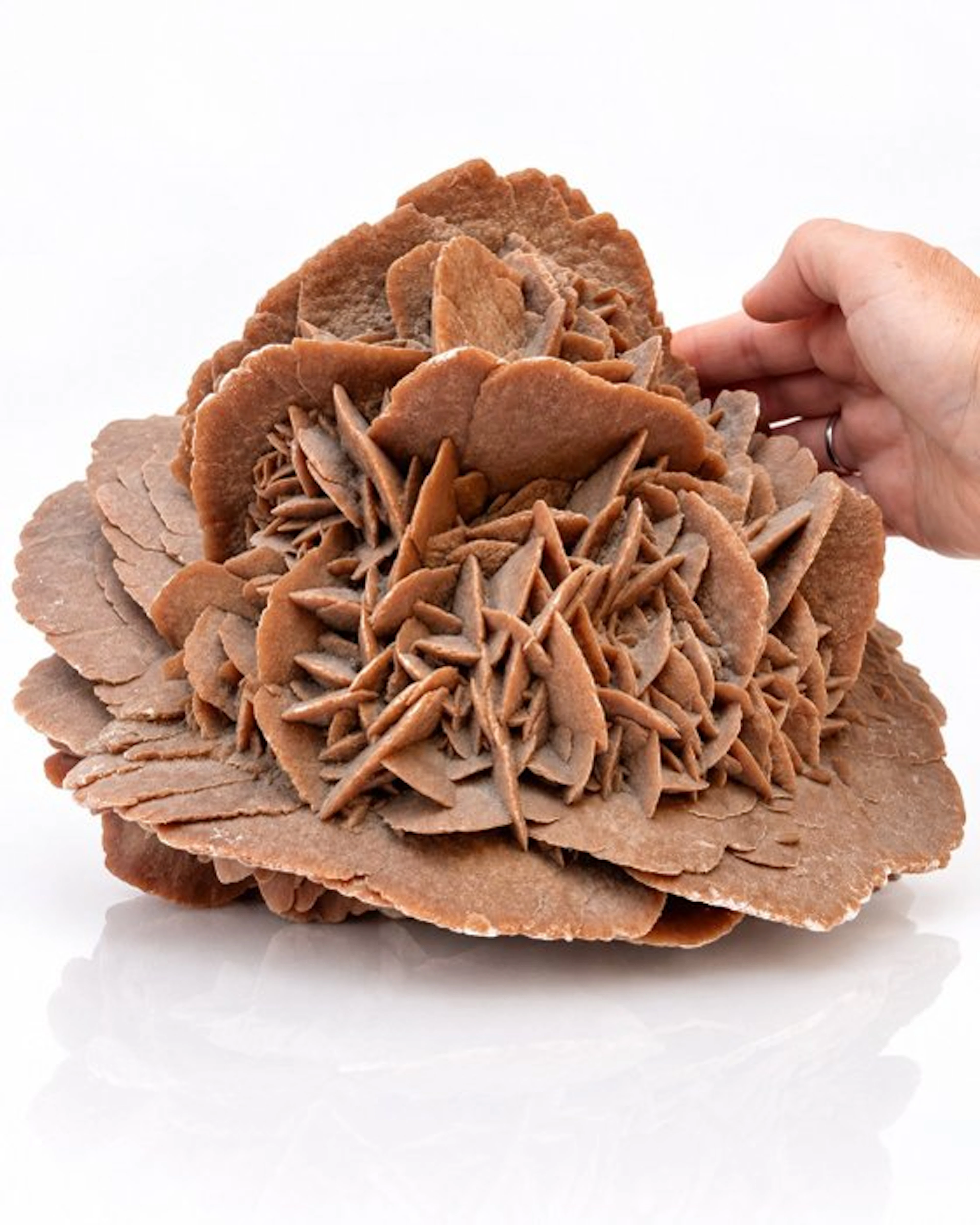 Selenite Spectacular XXL Double-Sided Saharan Desert Rose...