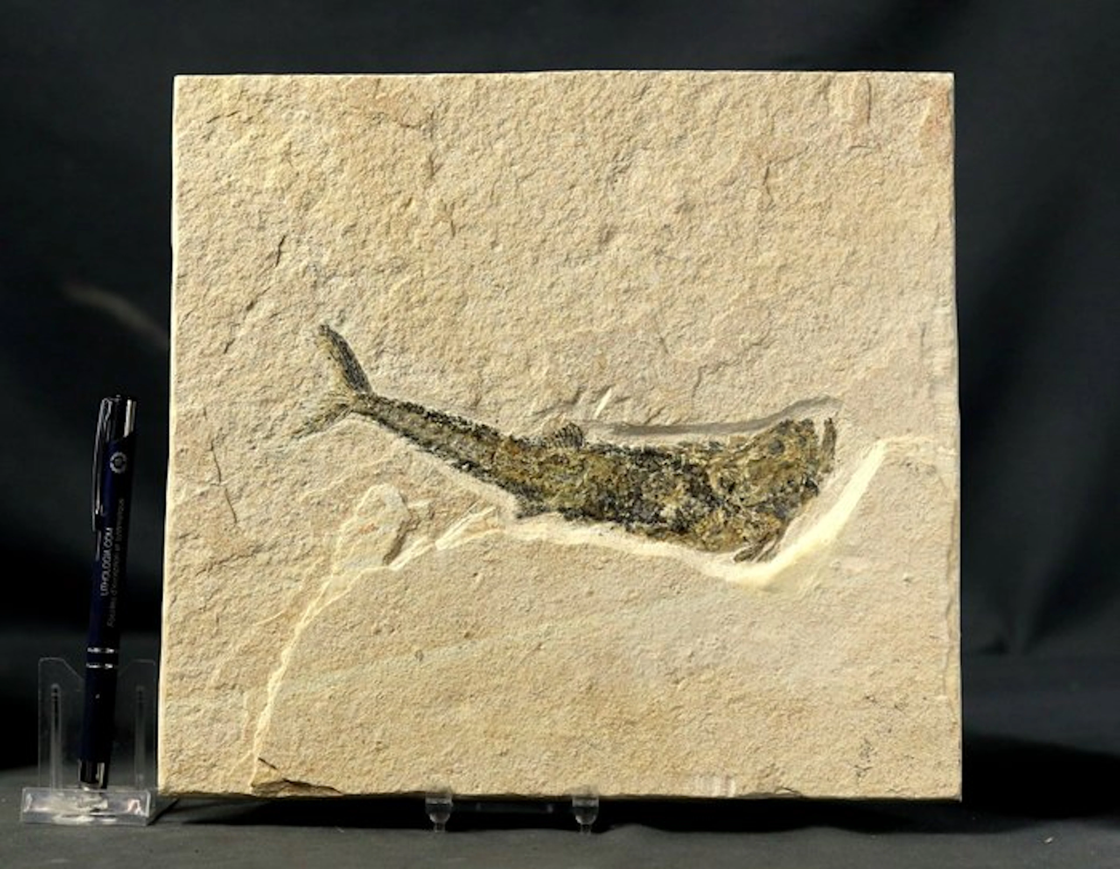 A fine preserved fossil fish from Solnhofen limestone...