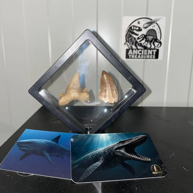 Mosasaur - Fossil tooth - Authentieke fossielen in luxe...