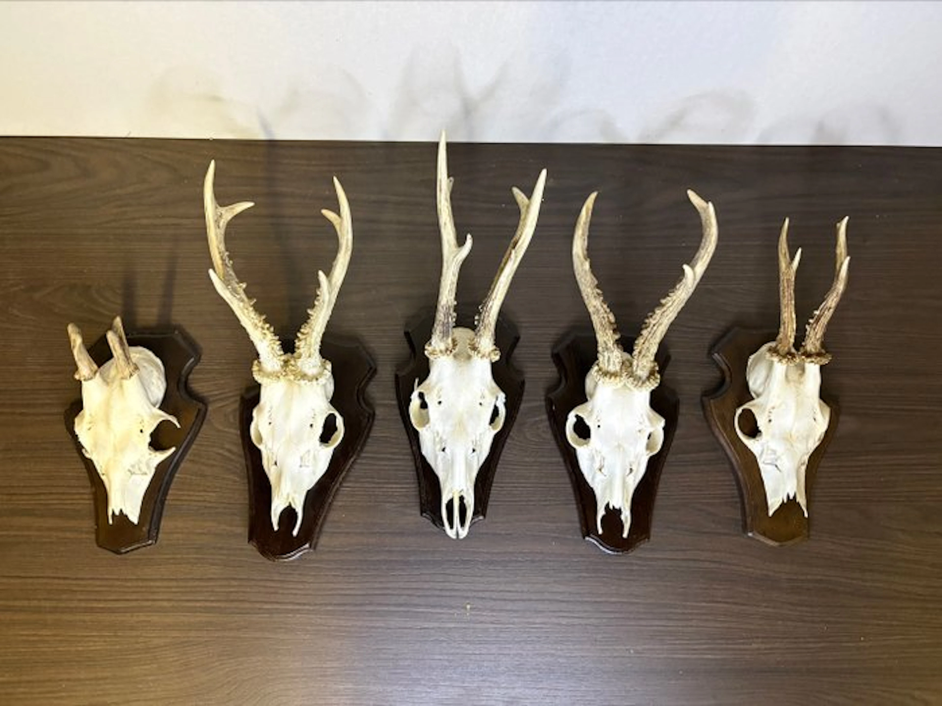 Roebuck Mammal skull - Capreolus capreolus - 20 cm - 15...