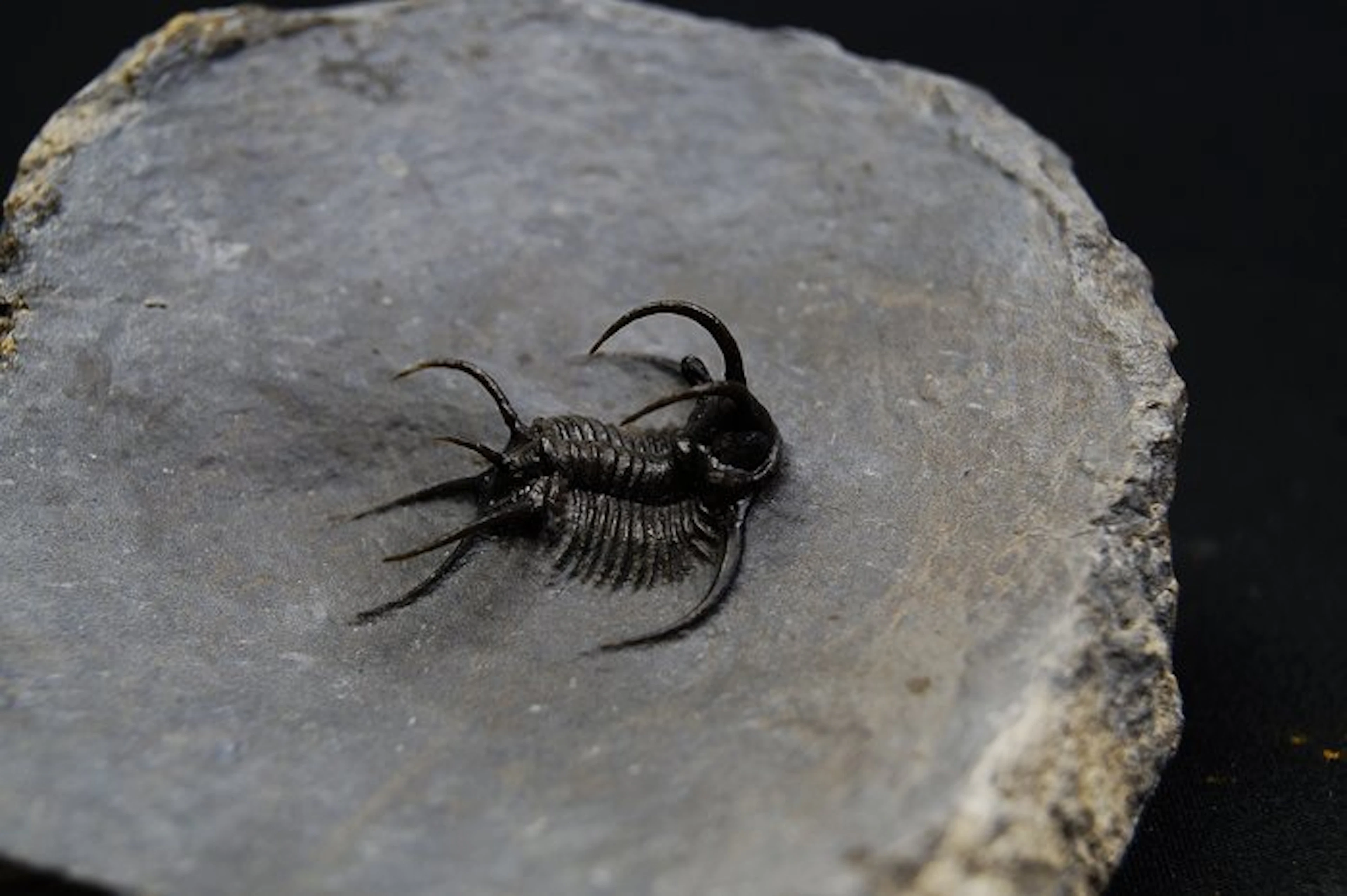 Spiny Trilobite - Fossilised animal - Ceratarges spinosus pieza unica
