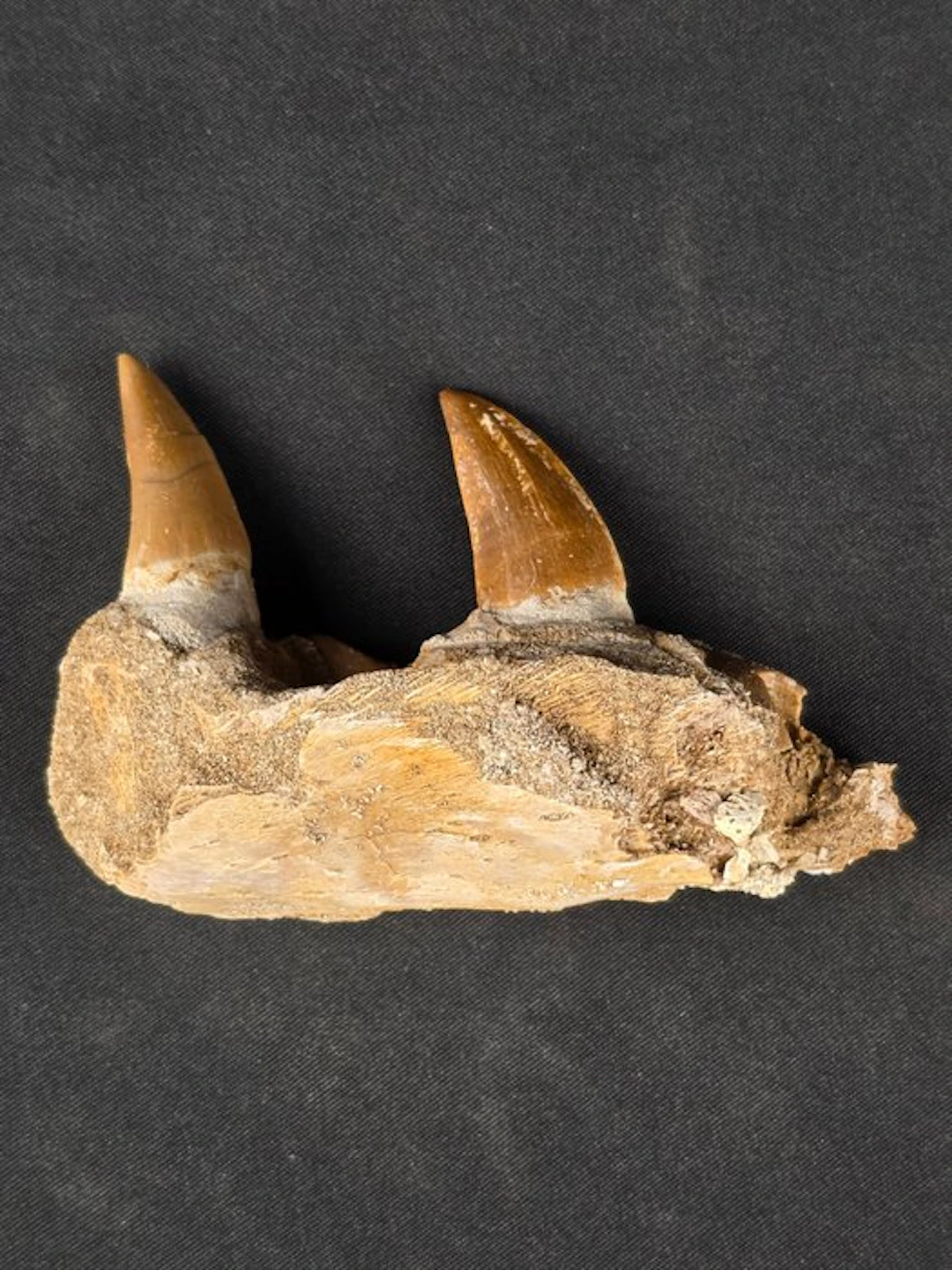 Mosasaur - Fossil tooth - Mosasaur jaw from Morocco (No reserve price)