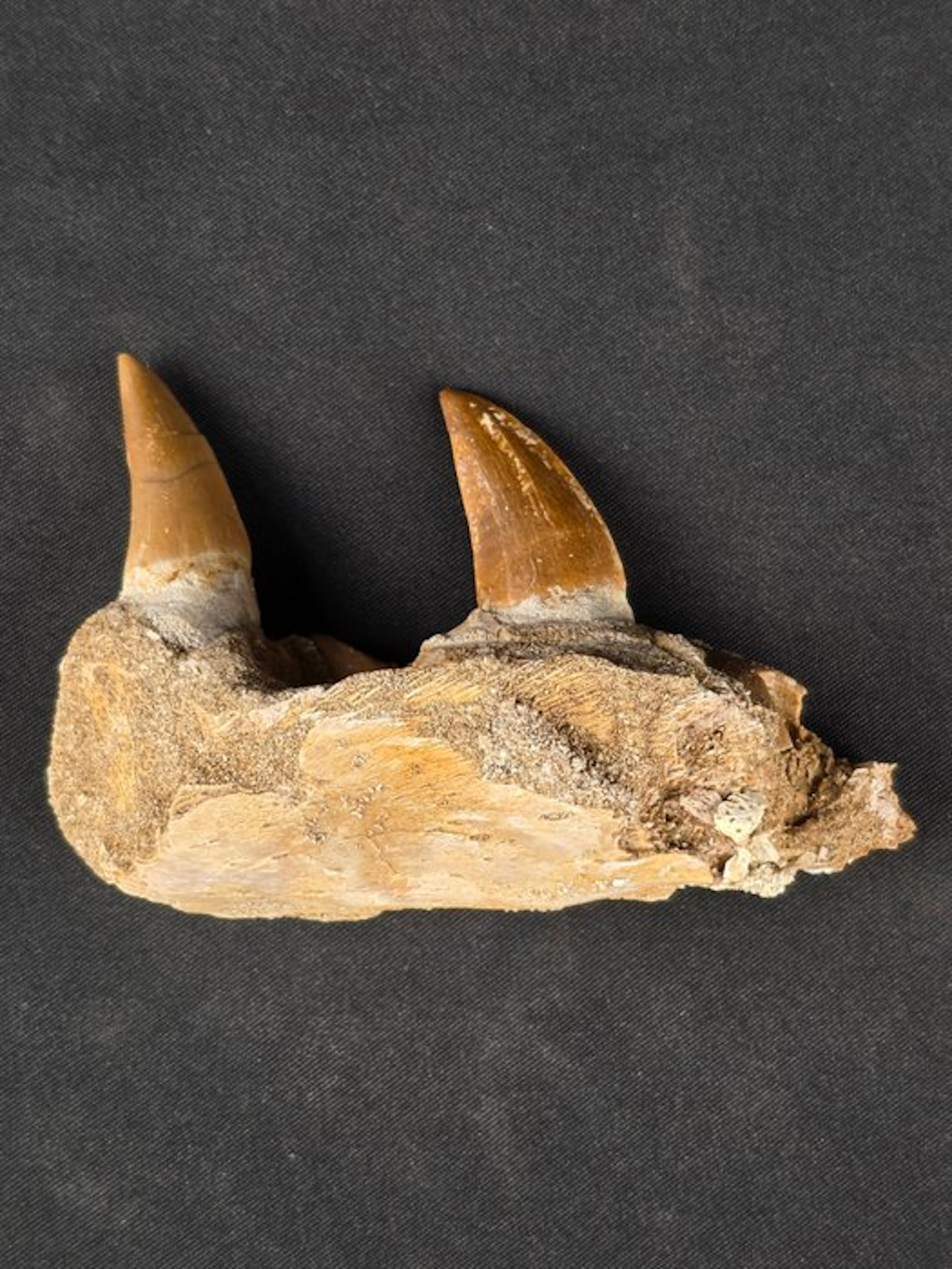 Mosasaur - Fossil tooth - Mosasaur jaw from Morocco (No reserve price)