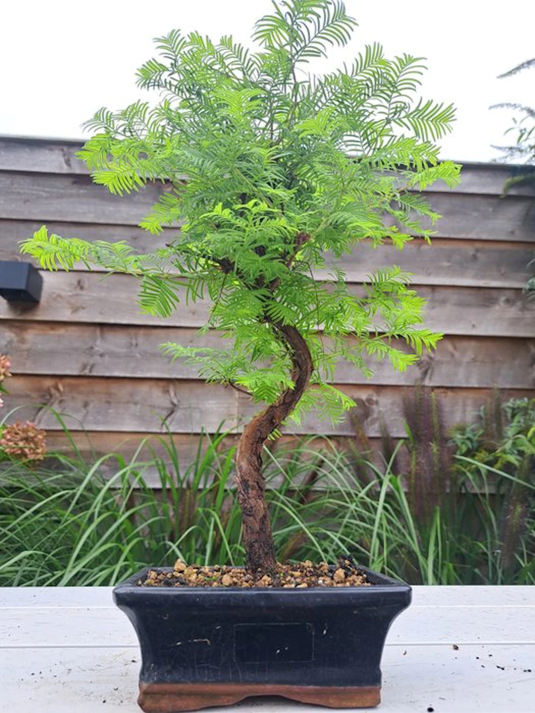 Metasequoia bonsai in a bonsai pot