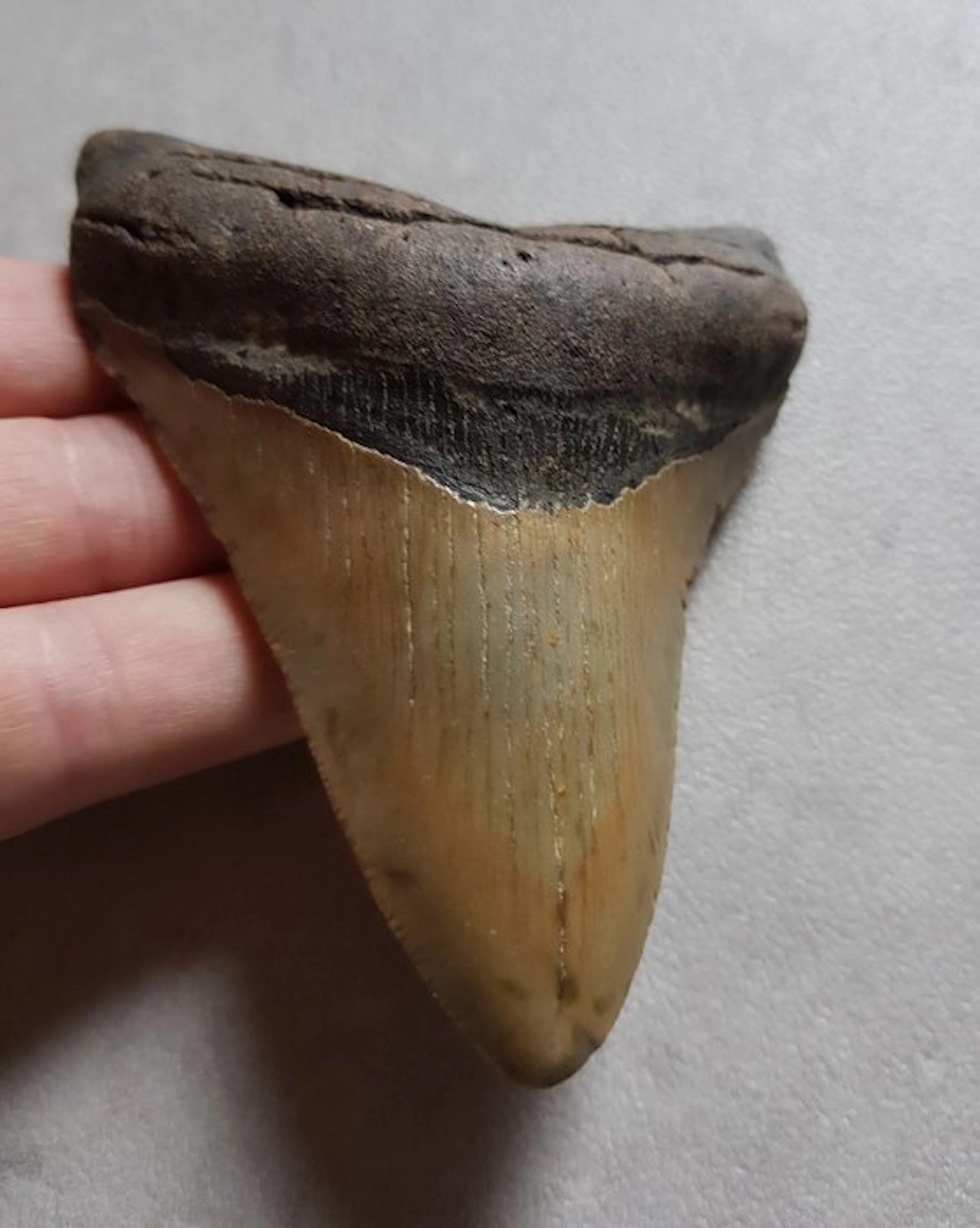 Megalodon - Fossil tooth - 10.8 cm - 8.5 cm