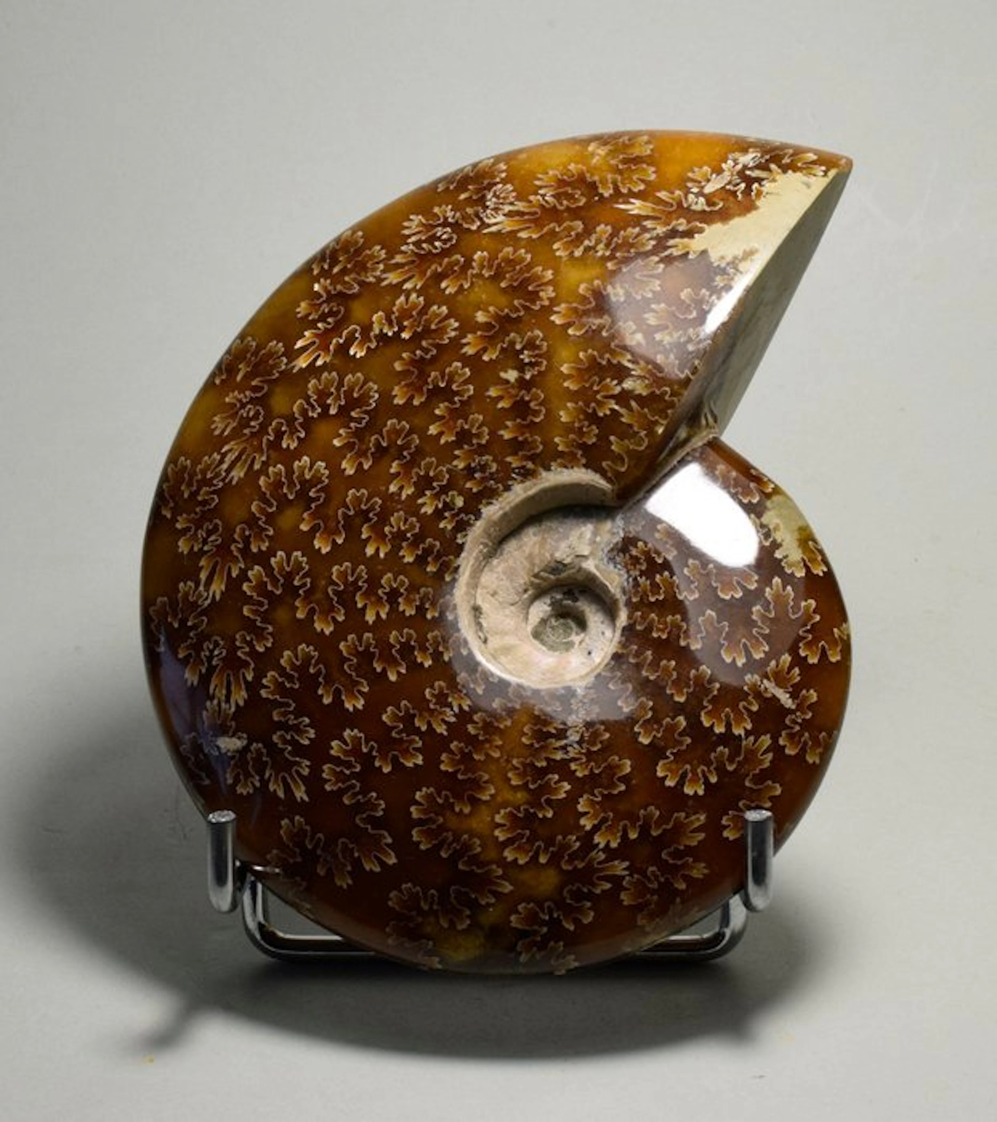 Ammonite - Fossilised animal - Aioloceras besairiei - 12 cm